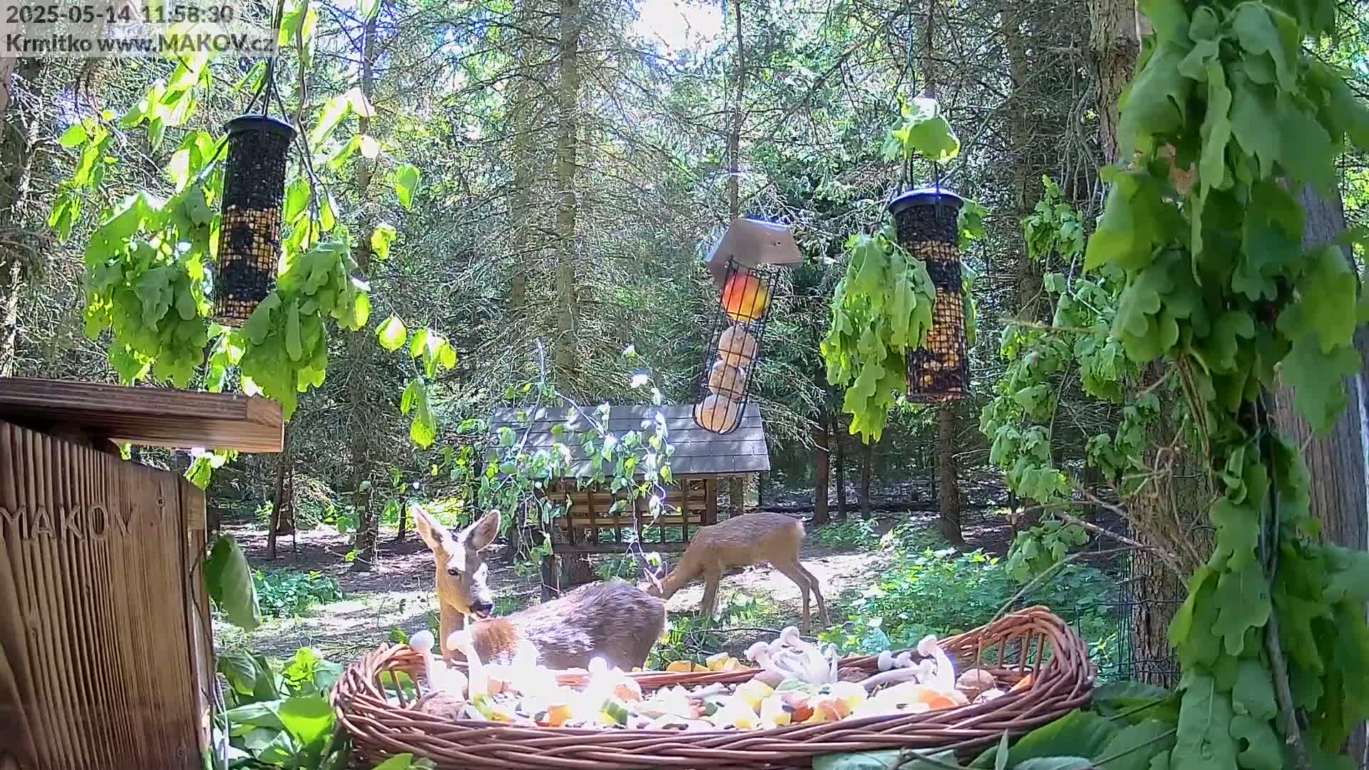 Two roe deer eat from a large basket of food in a sunny forest clearing near several bird feeders.