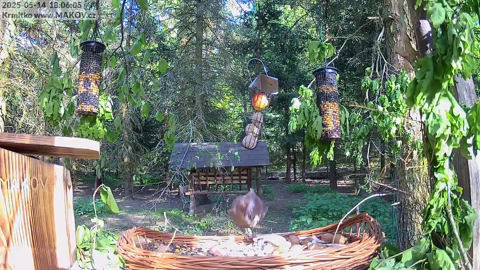 A bird is eating from a wicker basket filled with birdseed in a sunny forest setting, with several bird feeders hanging from trees nearby.