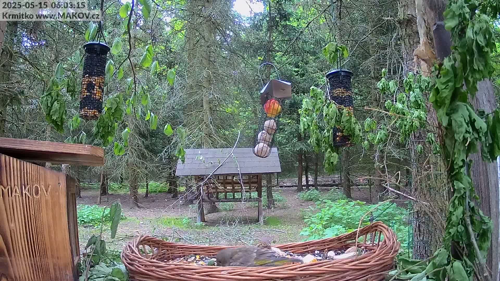 Pisek, Makov Animal Rescue Station Live Cam - Cizova, Pisek, Juhočeský Kraj (South Bohemian), Czechia