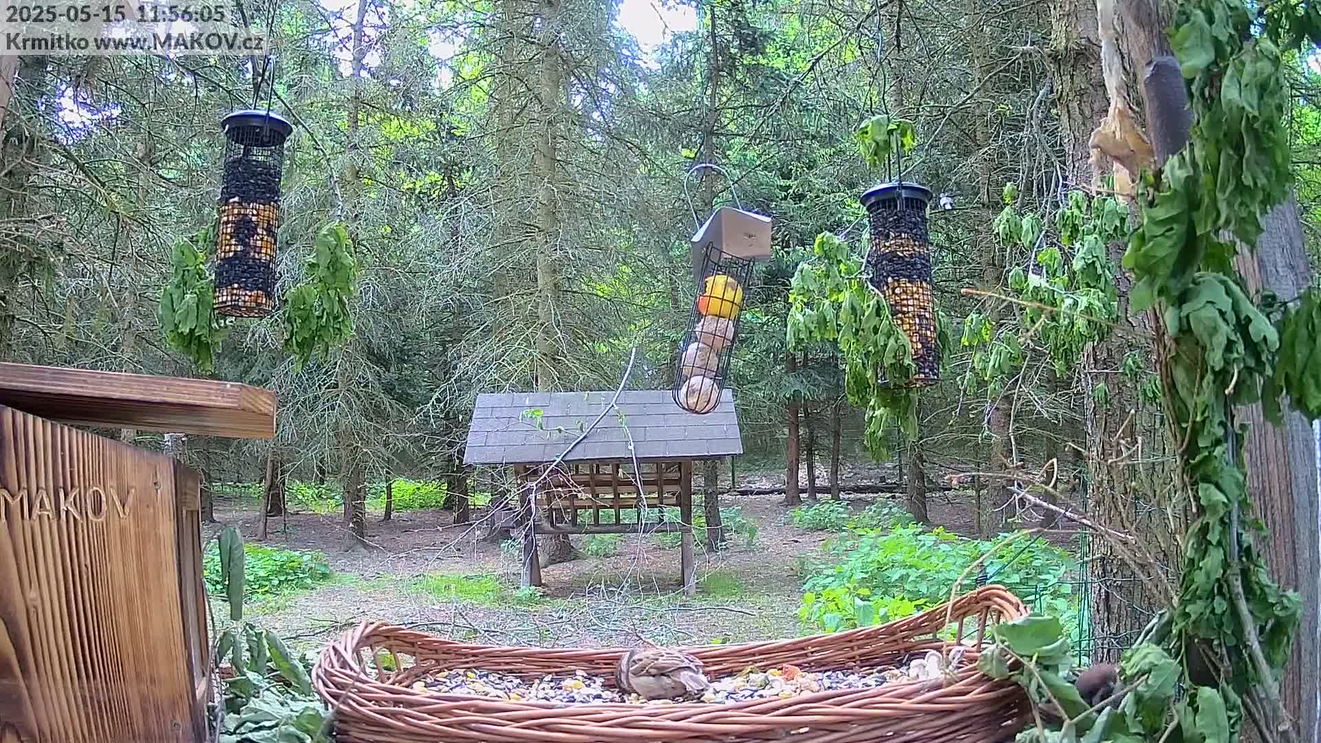 A bird eats seeds from a wicker feeder in a wooded area with several hanging bird feeders and a birdhouse visible.