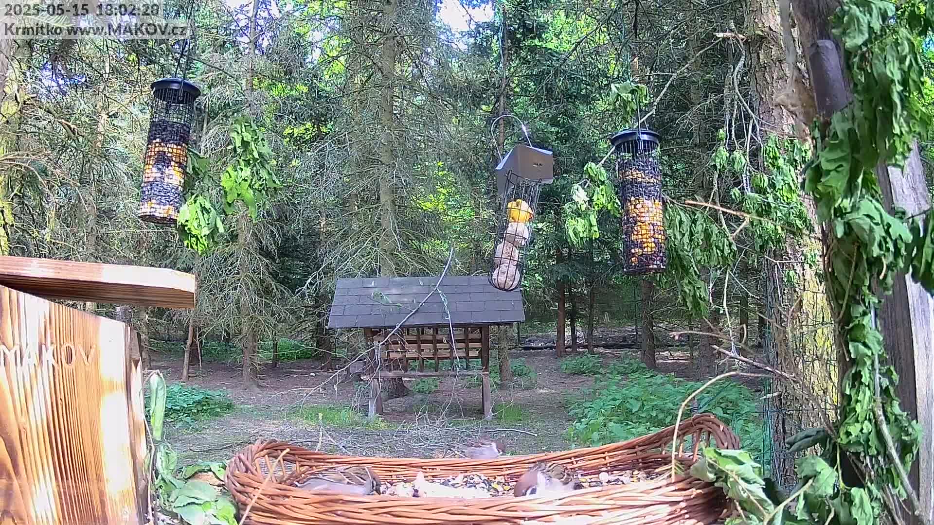 Several birds feed from a wicker basket filled with seeds in a wooded area on a sunny day.