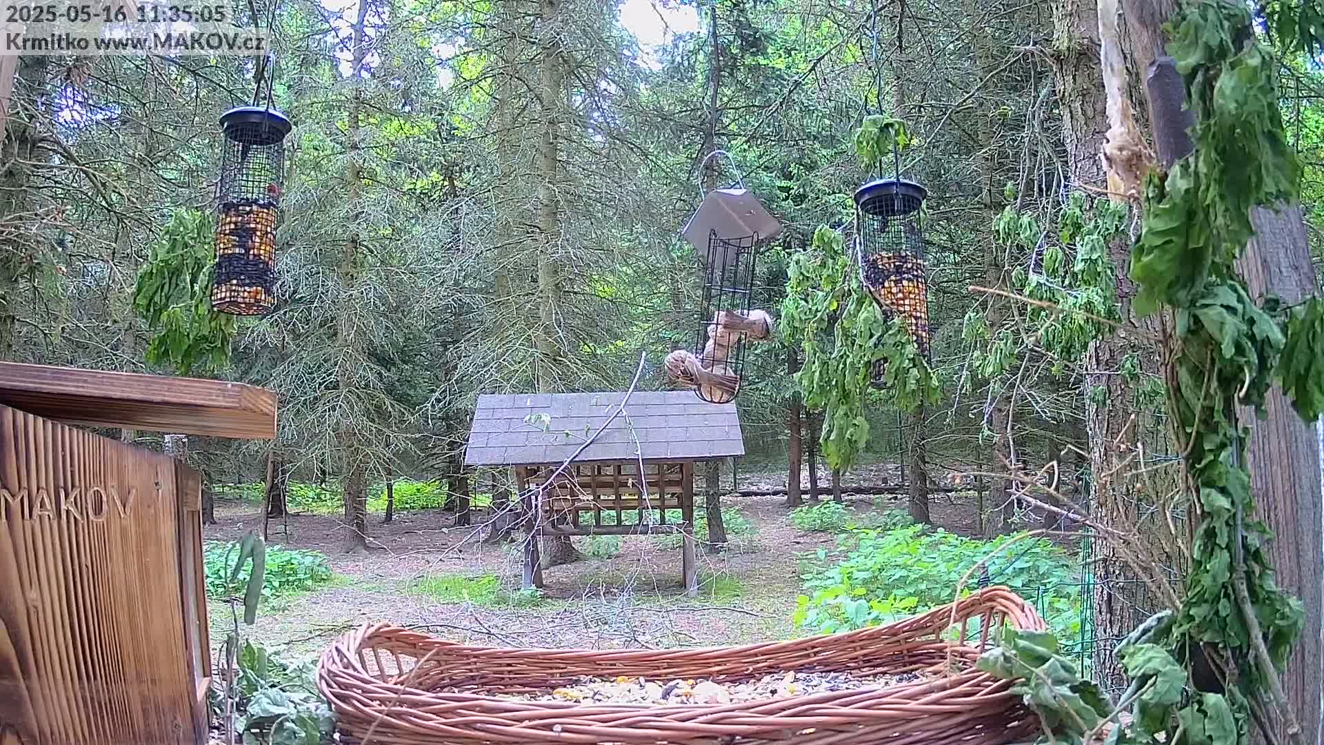 A woodland scene with several bird feeders, one of which is being visited by a squirrel, surrounded by trees and undergrowth in daytime.