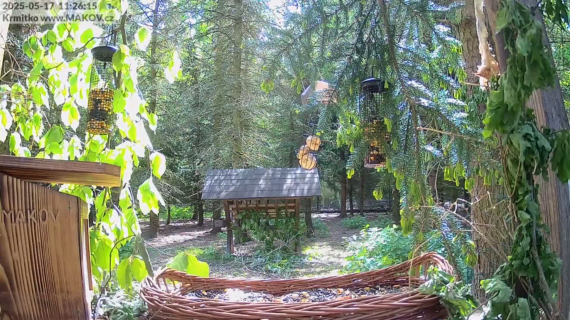 A sunny woodland scene features several bird feeders, a birdhouse, and a wicker basket filled with birdseed, surrounded by lush green foliage.