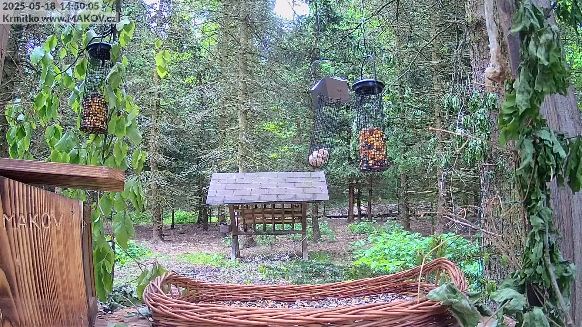 A wicker bird feeder filled with seeds sits in a wooded area with two hanging bird feeders, one containing nuts and the other appearing empty, and a small wooden bird feeder structure nearby, on an overcast day.