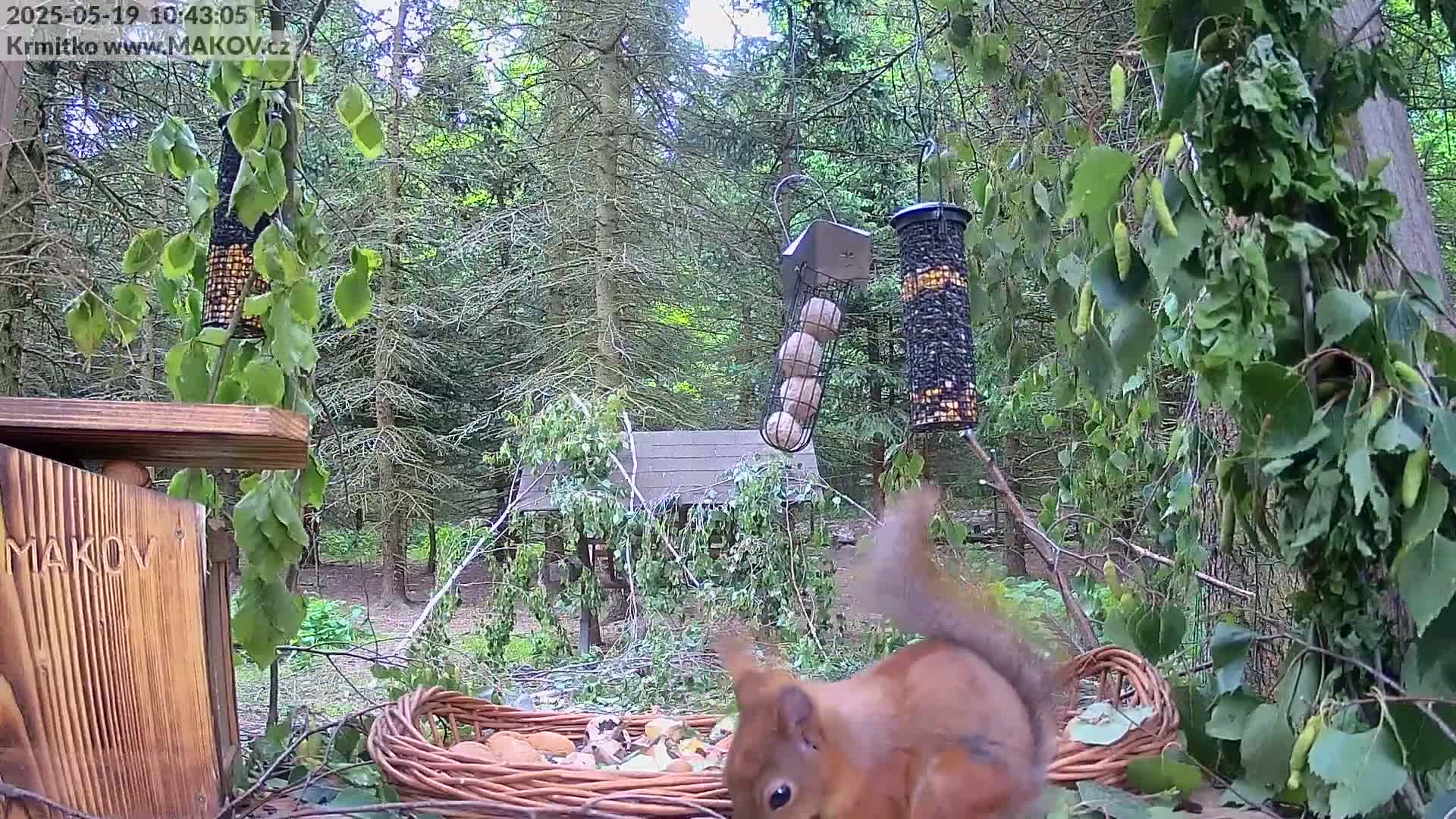 A red squirrel approaches a wicker basket full of nuts near several bird feeders in a leafy woodland setting.