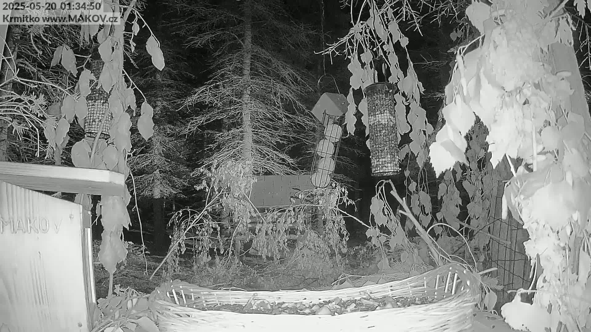 A nighttime grayscale image shows several bird feeders hanging from branches amongst leafless plants and shrubs, near a wooden structure and a woven basket on the ground.