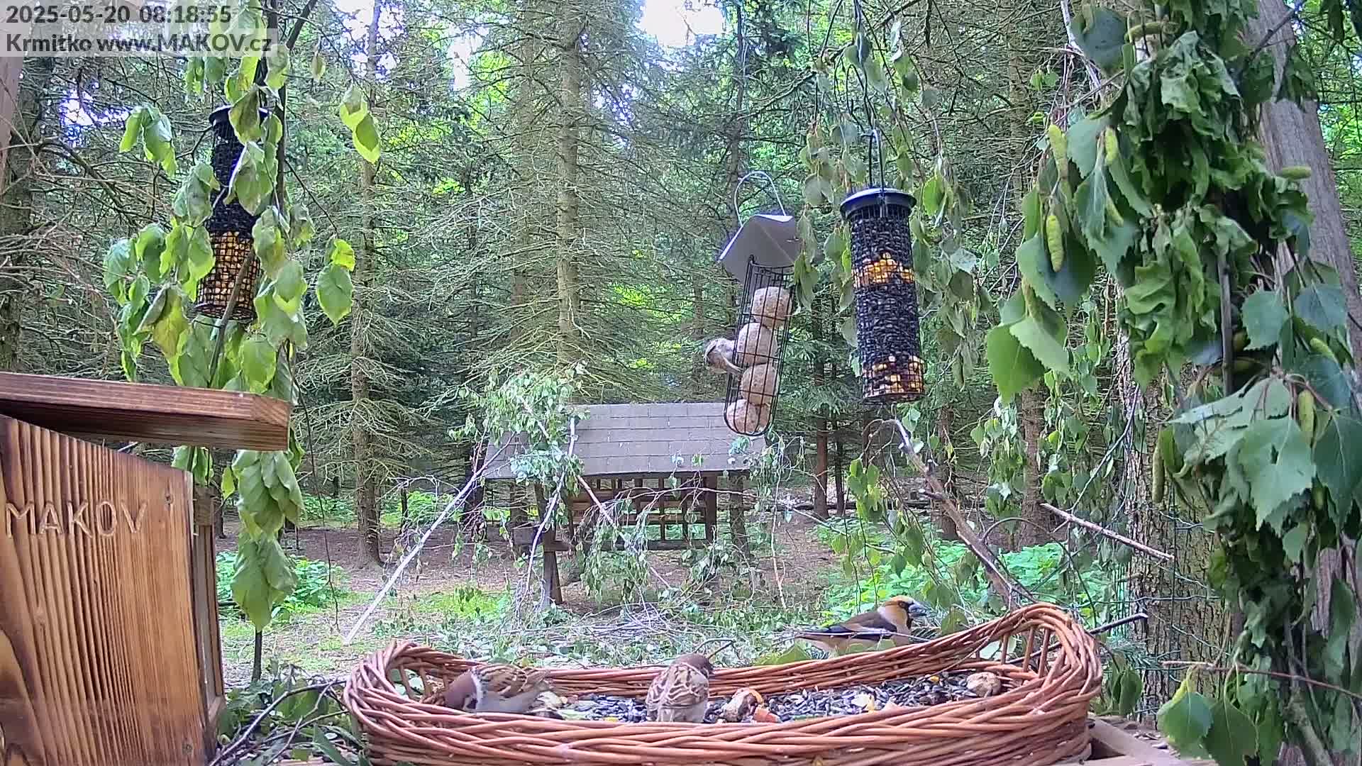 Several birds feed from various bird feeders and a large wicker basket in a wooded area on a partly sunny day.