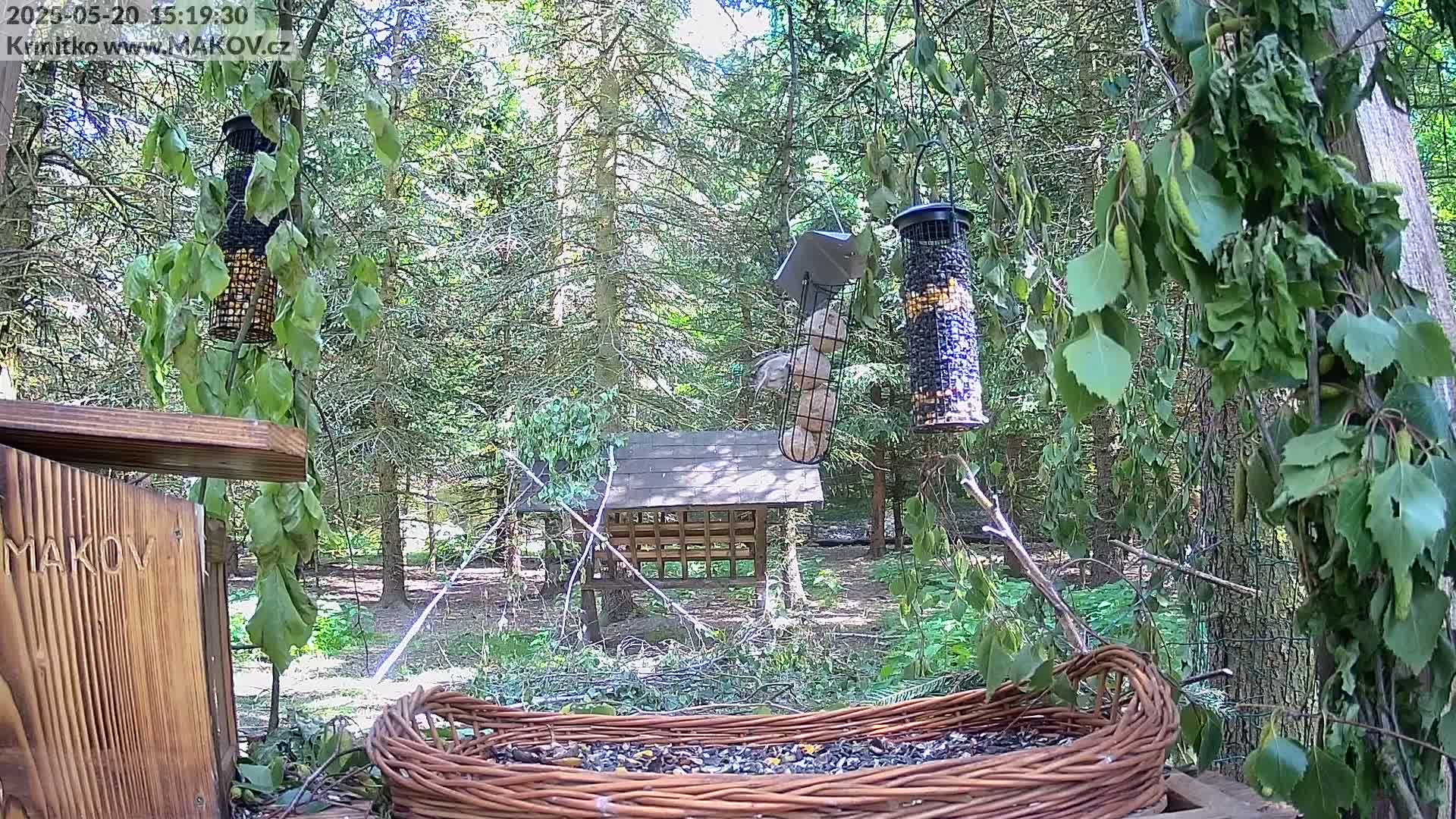 A sunny woodland scene with several bird feeders, one of which contains multiple nuts, surrounded by trees and brush,  with a wicker bird feeder in the foreground containing seeds.