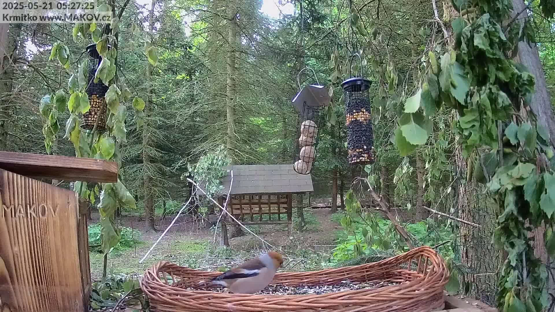 Pisek, Makov Animal Rescue Station Live Cam - Cizova, Pisek, Juhočeský Kraj (South Bohemian), Czechia