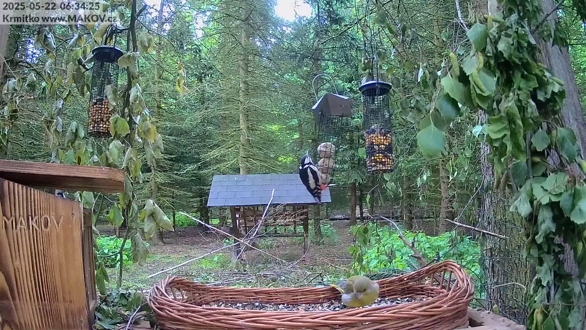 A great spotted woodpecker perches on a bird feeder in a wooded area, while a greenfinch feeds from a wicker basket on the ground, under partly cloudy skies.