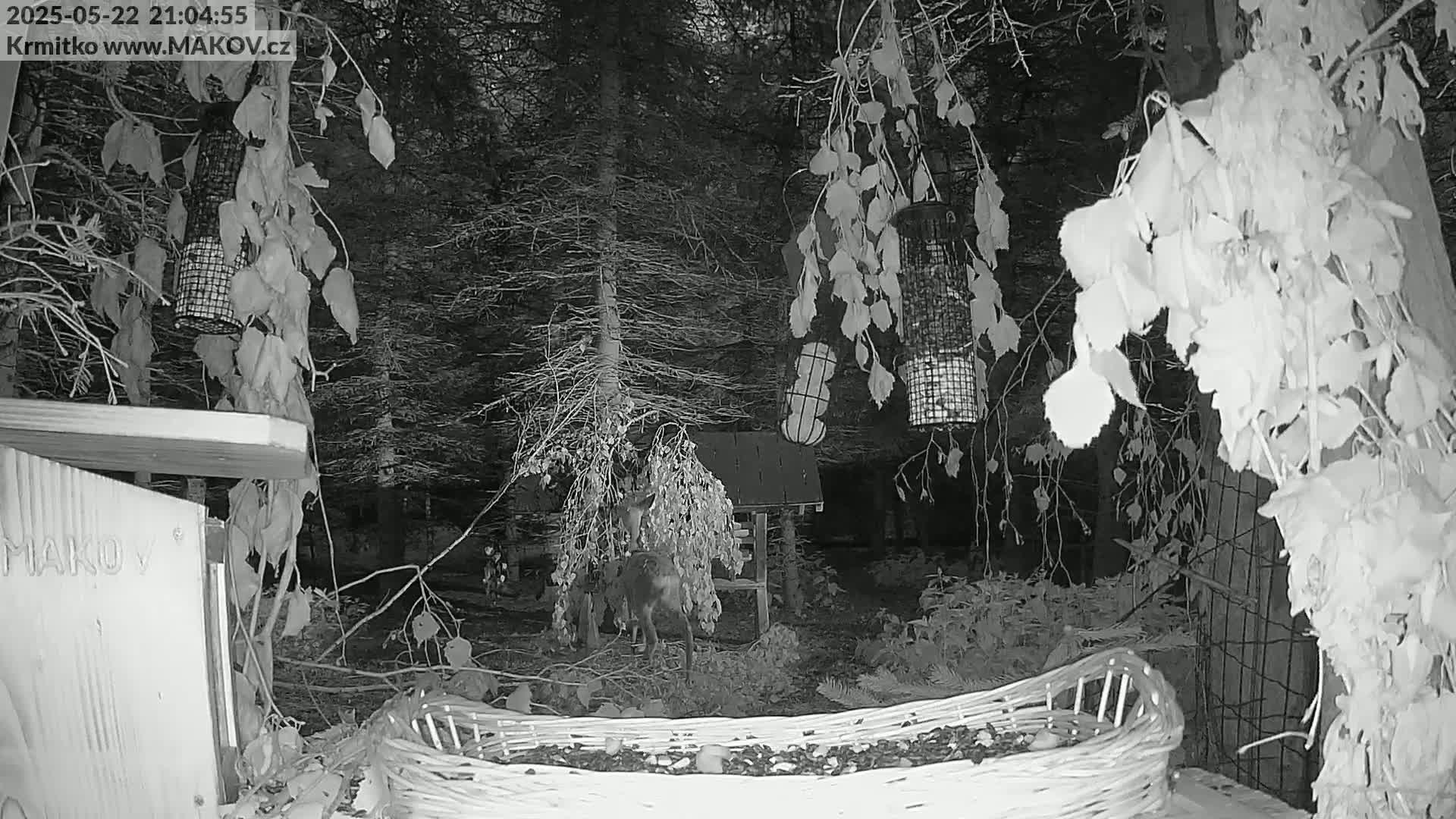 A deer stands near a bird feeder in a wooded area at night.
