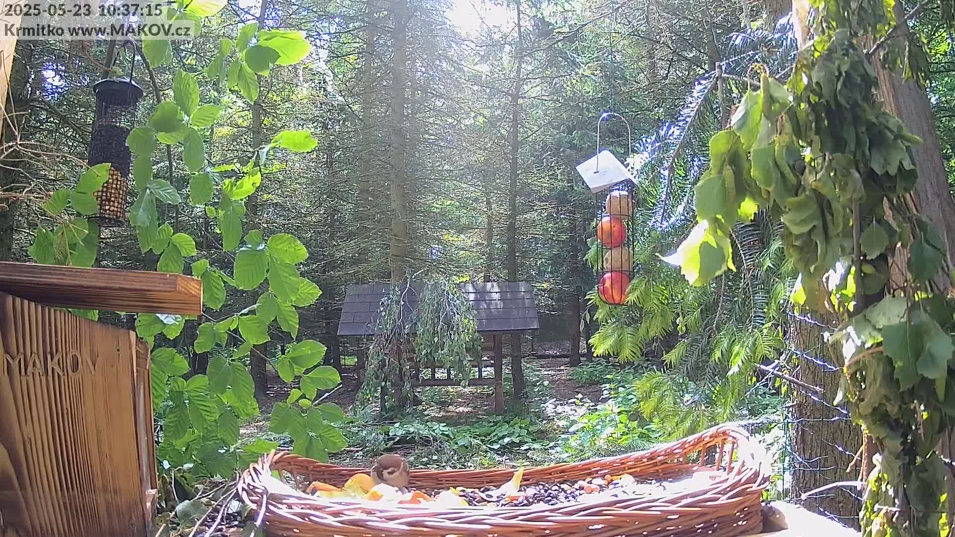 A small animal eats from a wicker feeder in a sunny woodland setting with various bird feeders and wooden structures nearby.