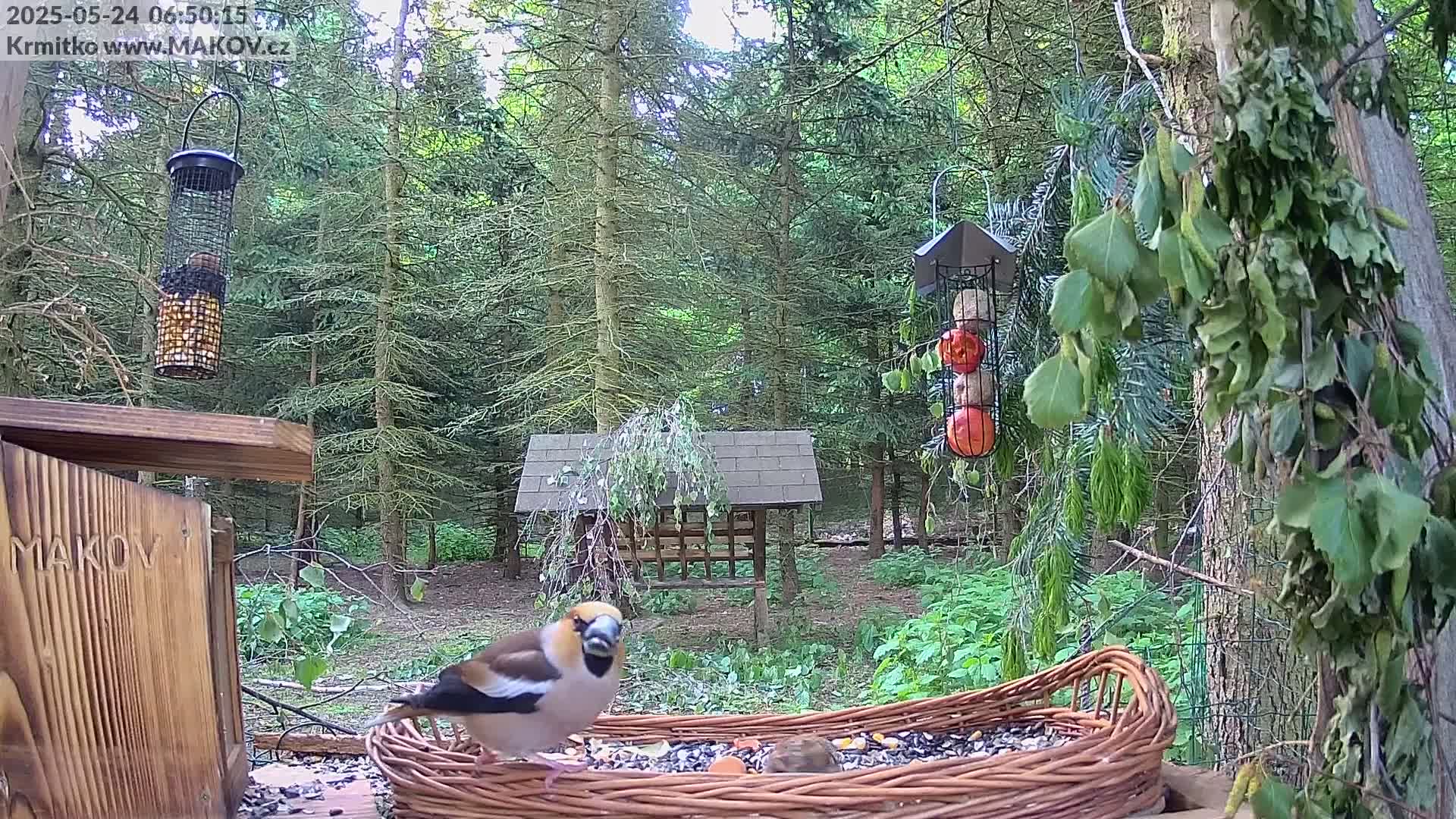Pisek, Makov Animal Rescue Station Live Cam - Cizova, Pisek, Juhočeský Kraj (South Bohemian), Czechia