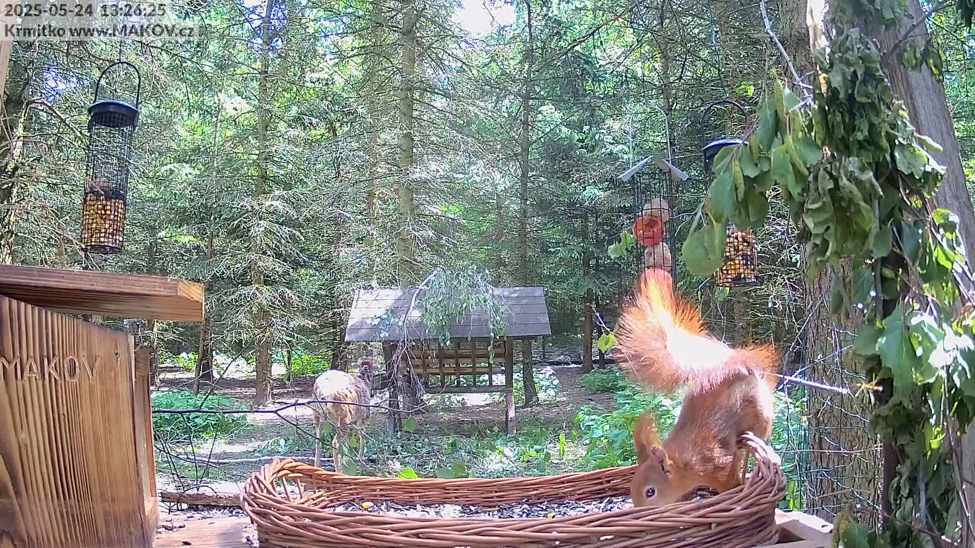 A red squirrel eats from a wicker basket in a sunny forest, near a deer and various bird feeders.