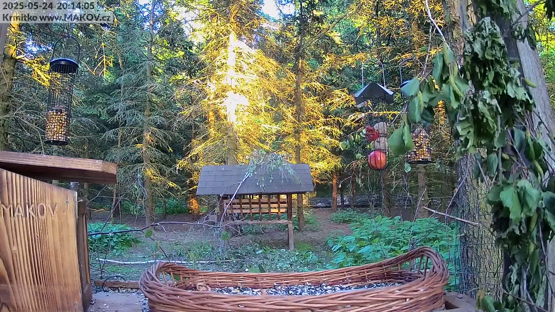 A wooded area in sunlight, containing several bird feeders with various types of birdseed and fruit, and a wooden birdhouse.