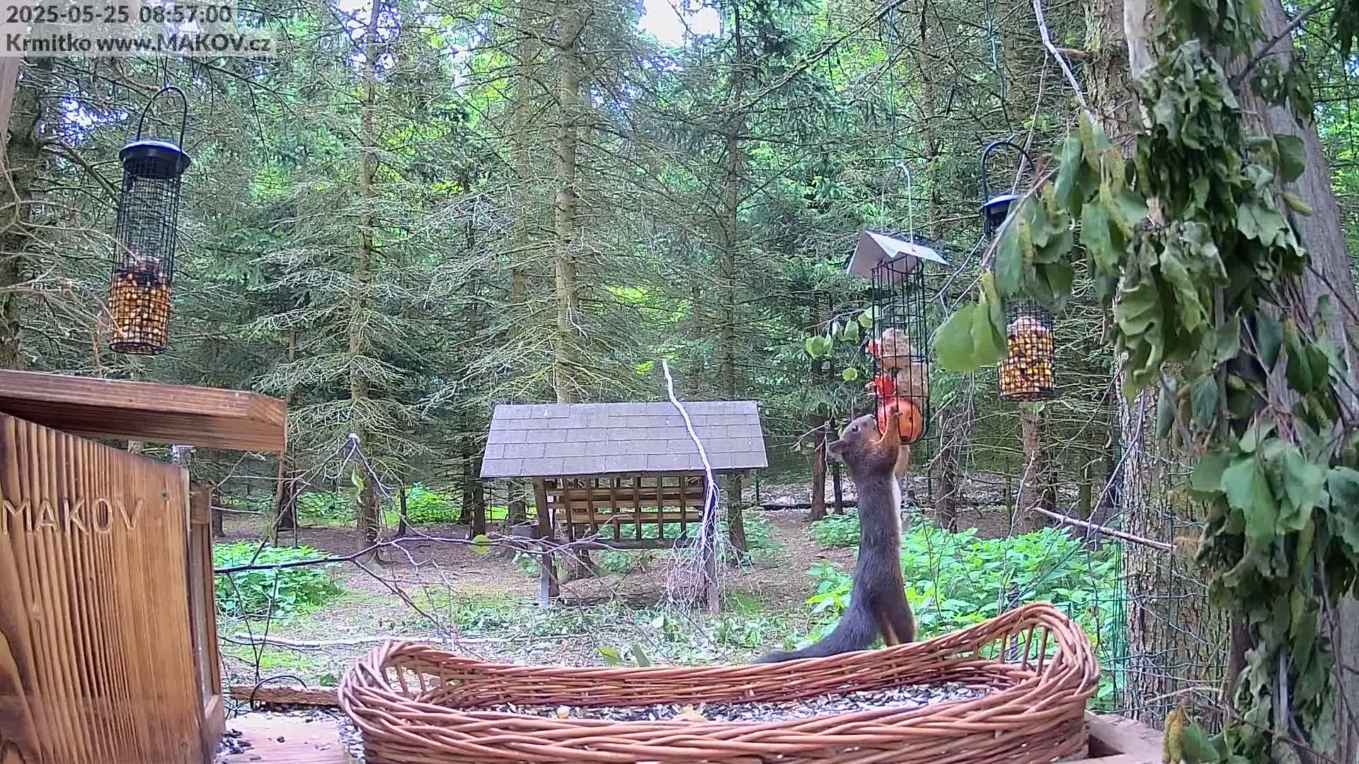Pisek, Makov Animal Rescue Station Live Cam - Cizova, Pisek, Juhočeský Kraj (South Bohemian), Czechia
