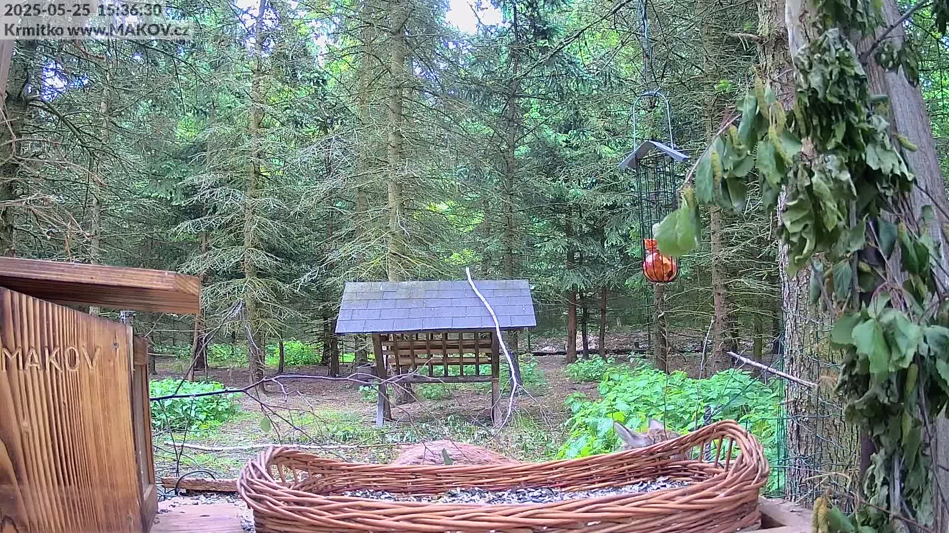 A wicker bird feeder filled with seeds sits in a wooded area on an overcast day, with additional bird feeders and a wooden birdhouse nearby.