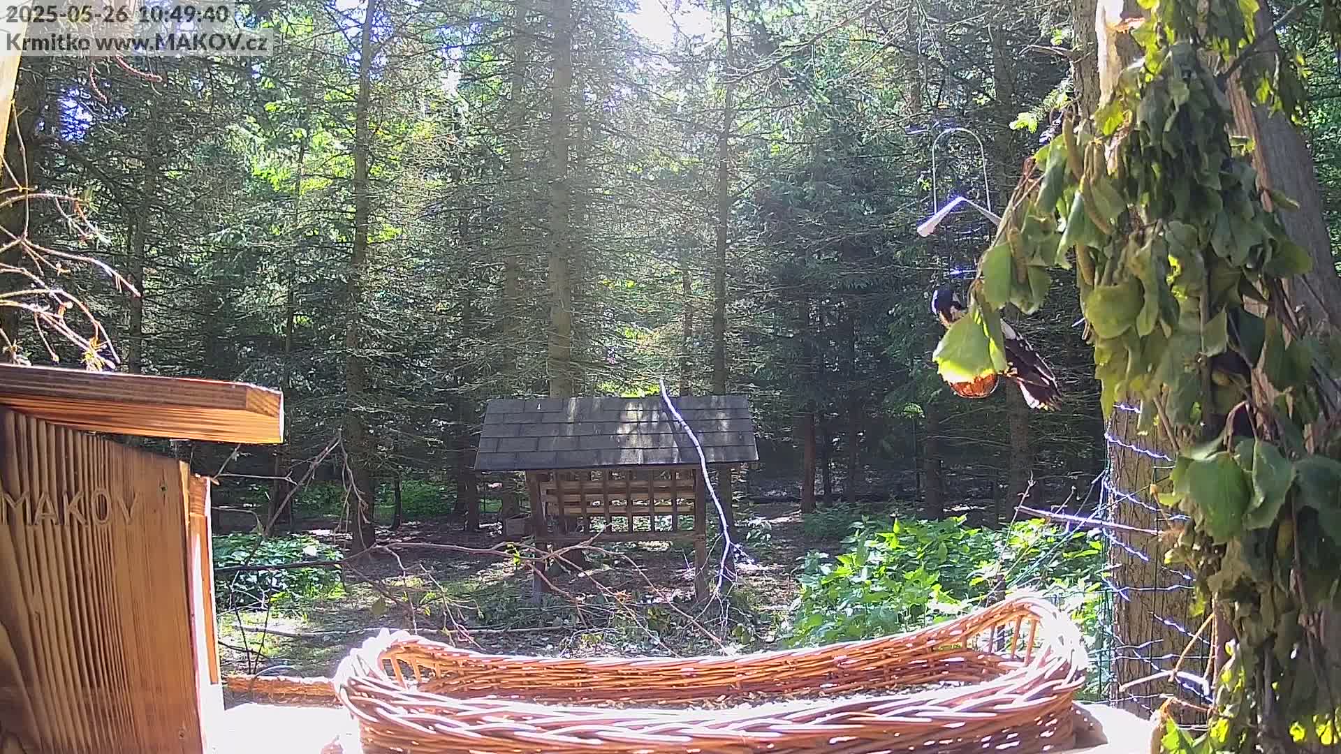 A bird feeder and a wicker basket sit in a sunny forest clearing, with a bird perched on a nearby branch.