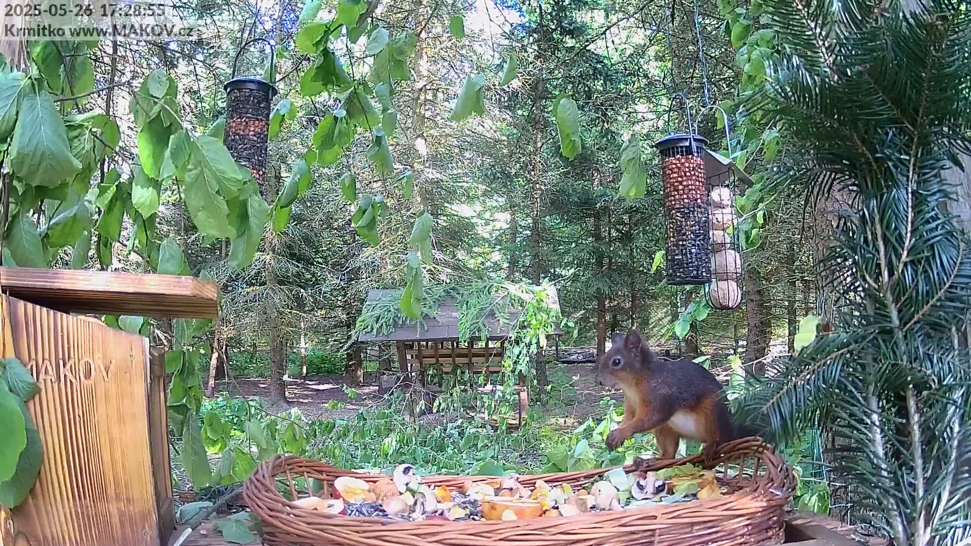 A red squirrel stands near a wicker basket filled with nuts and seeds in a sunny woodland setting.