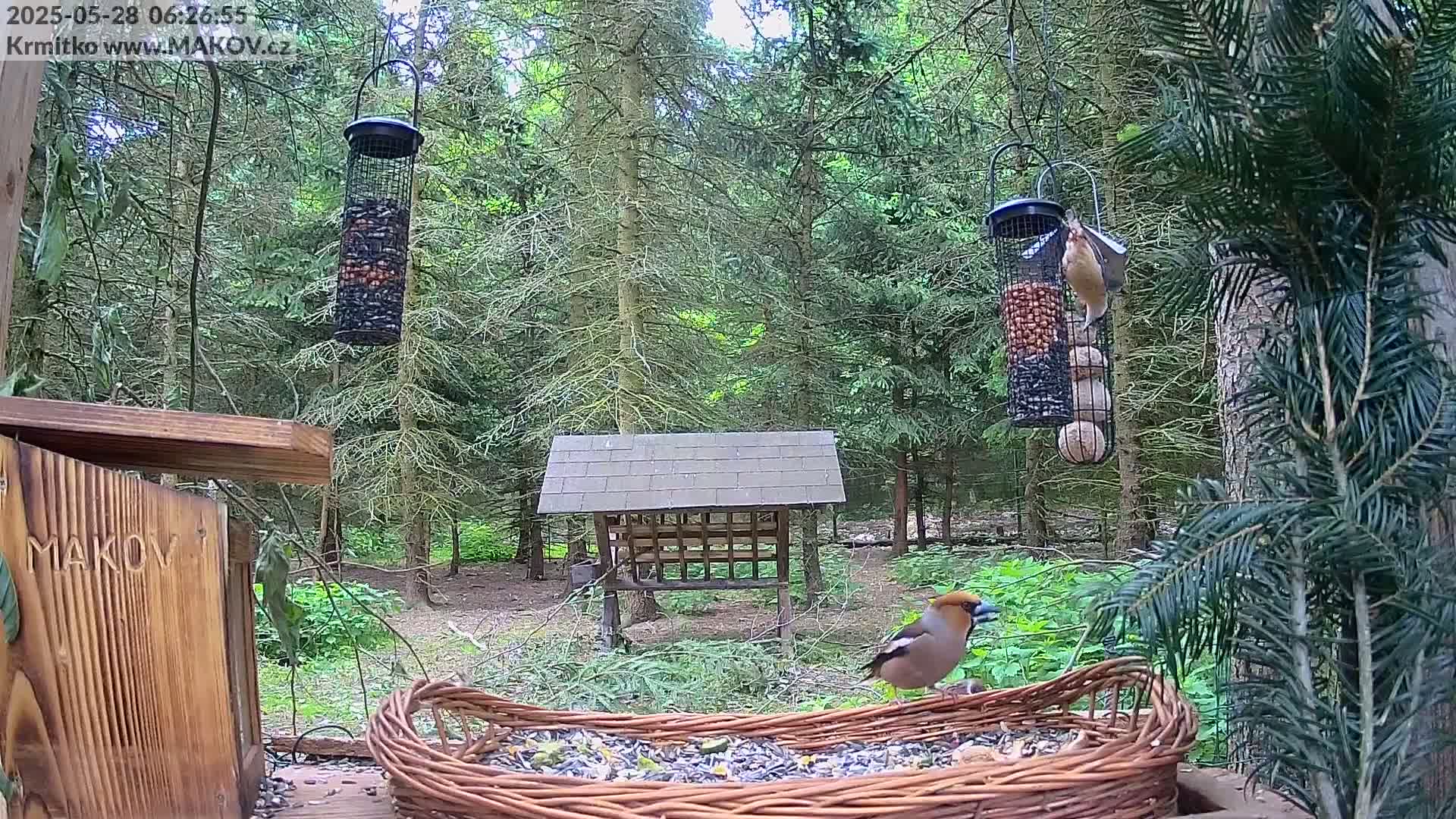 Pisek, Makov Animal Rescue Station Live Cam - Cizova, Pisek, Juhočeský Kraj (South Bohemian), Czechia
