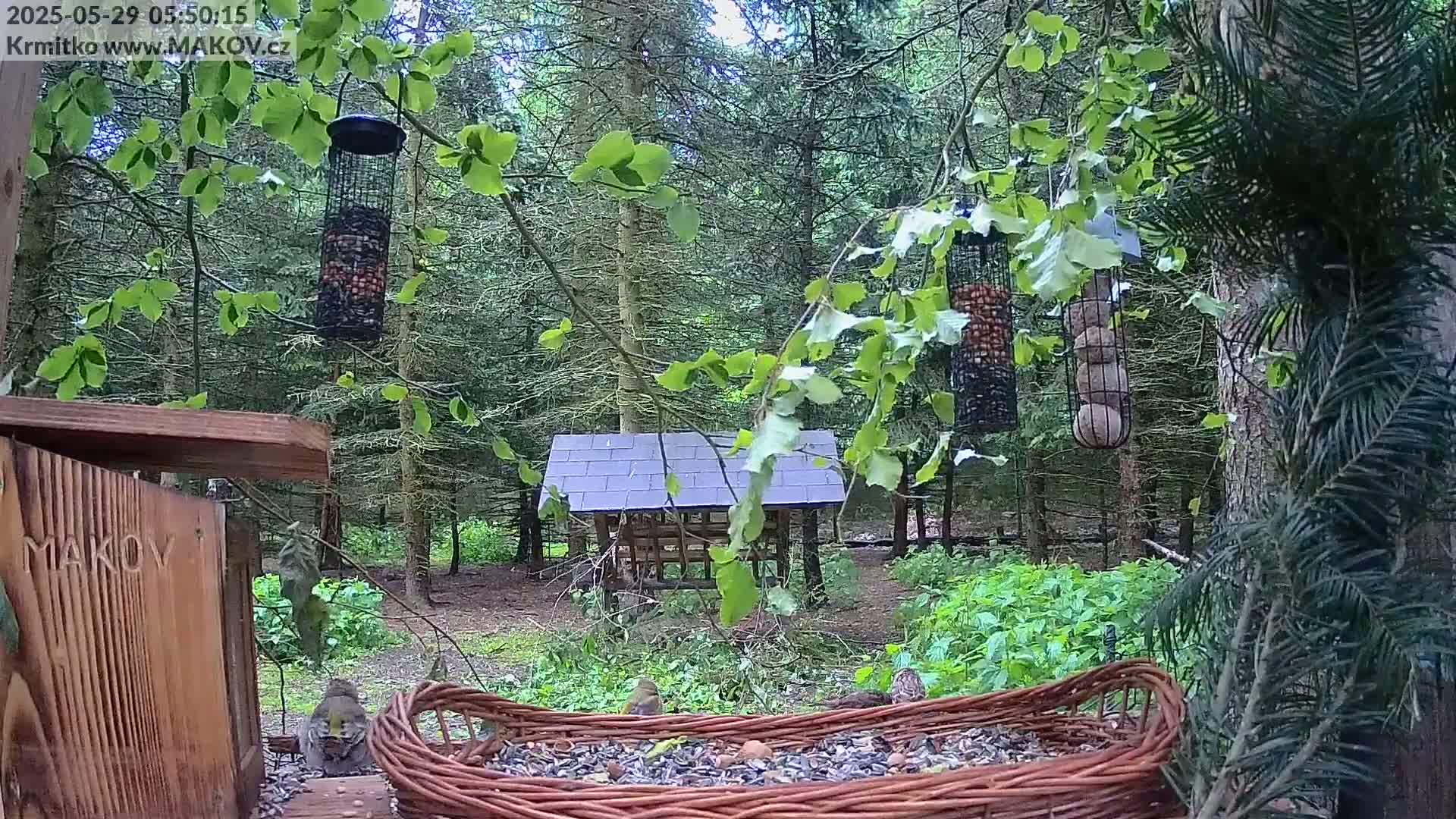 Several birds feed from a large wicker basket and two hanging feeders in a wooded area.