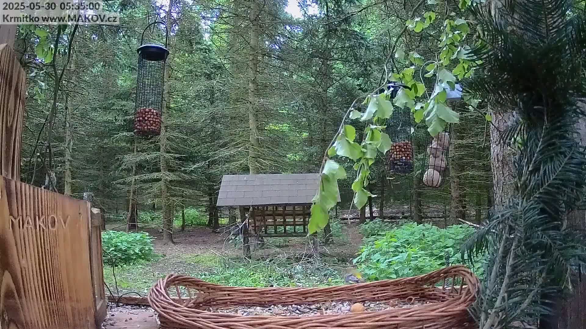 A wooded area with several bird feeders, a wooden shelter, and a wicker basket on the ground, all under an overcast sky.