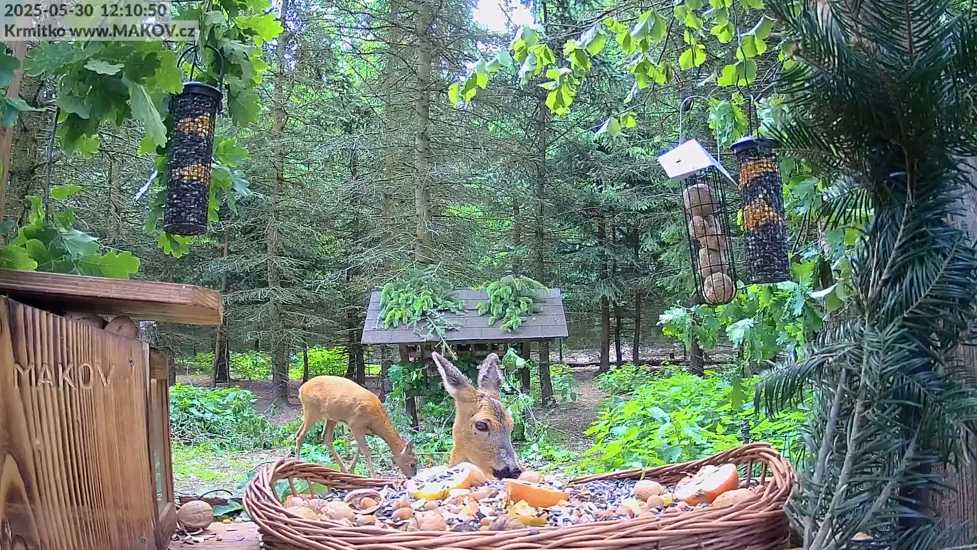 Two roe deer eat from a large basket of nuts and seeds in a wooded area on a partly sunny day.