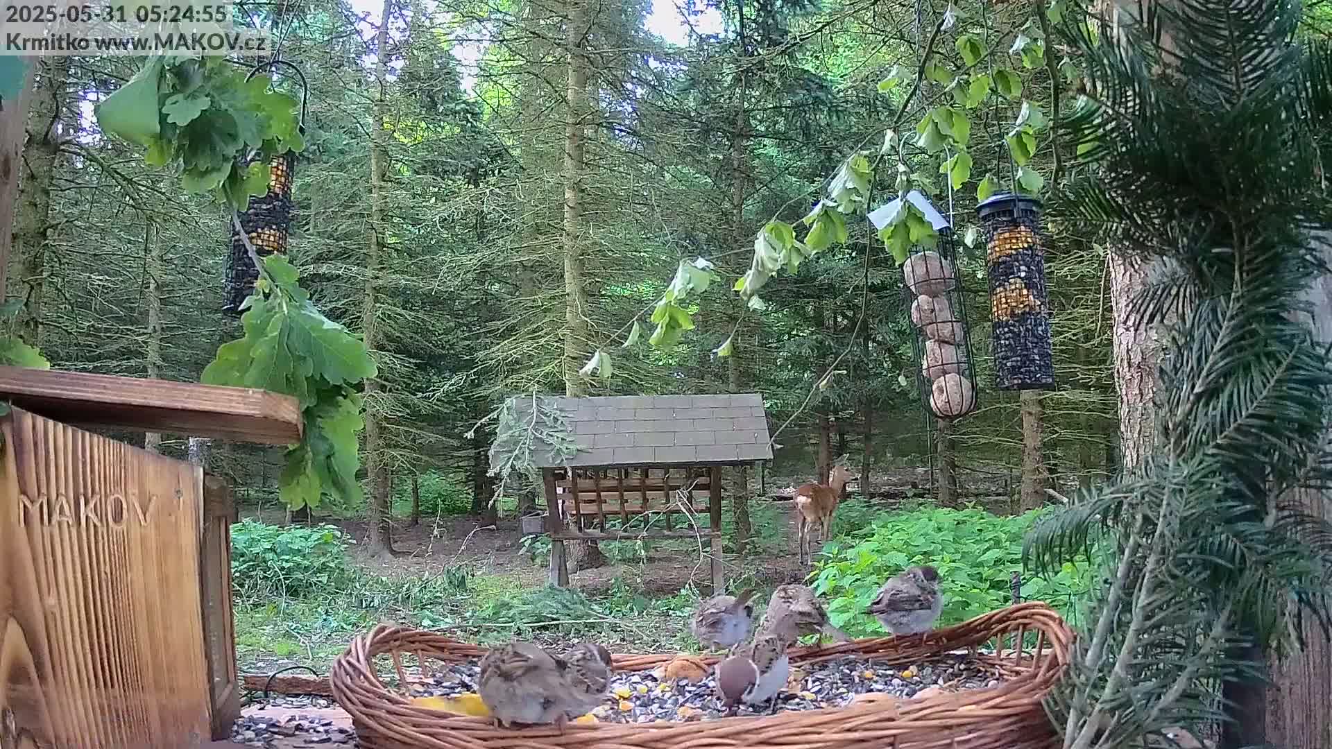 Several sparrows feed from a wicker basket of seeds in a wooded area, with a deer visible in the background, under partly cloudy skies.