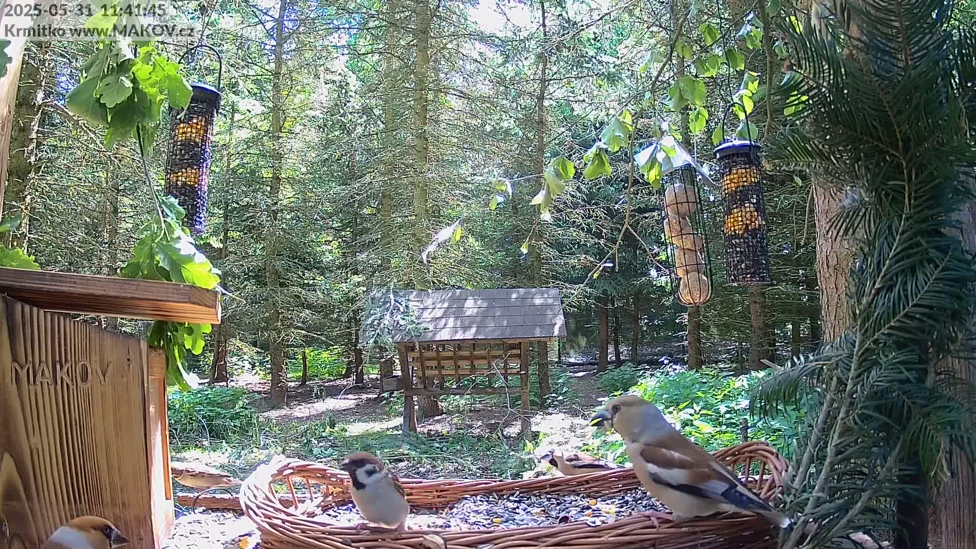 Several birds feed from a wicker basket filled with seeds in a sunny woodland setting, with additional bird feeders hanging from trees nearby.