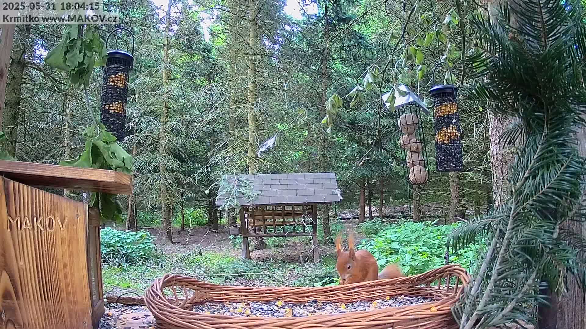 A red squirrel eats from a wicker feeder in a wooded area, with several other feeders hanging from trees.