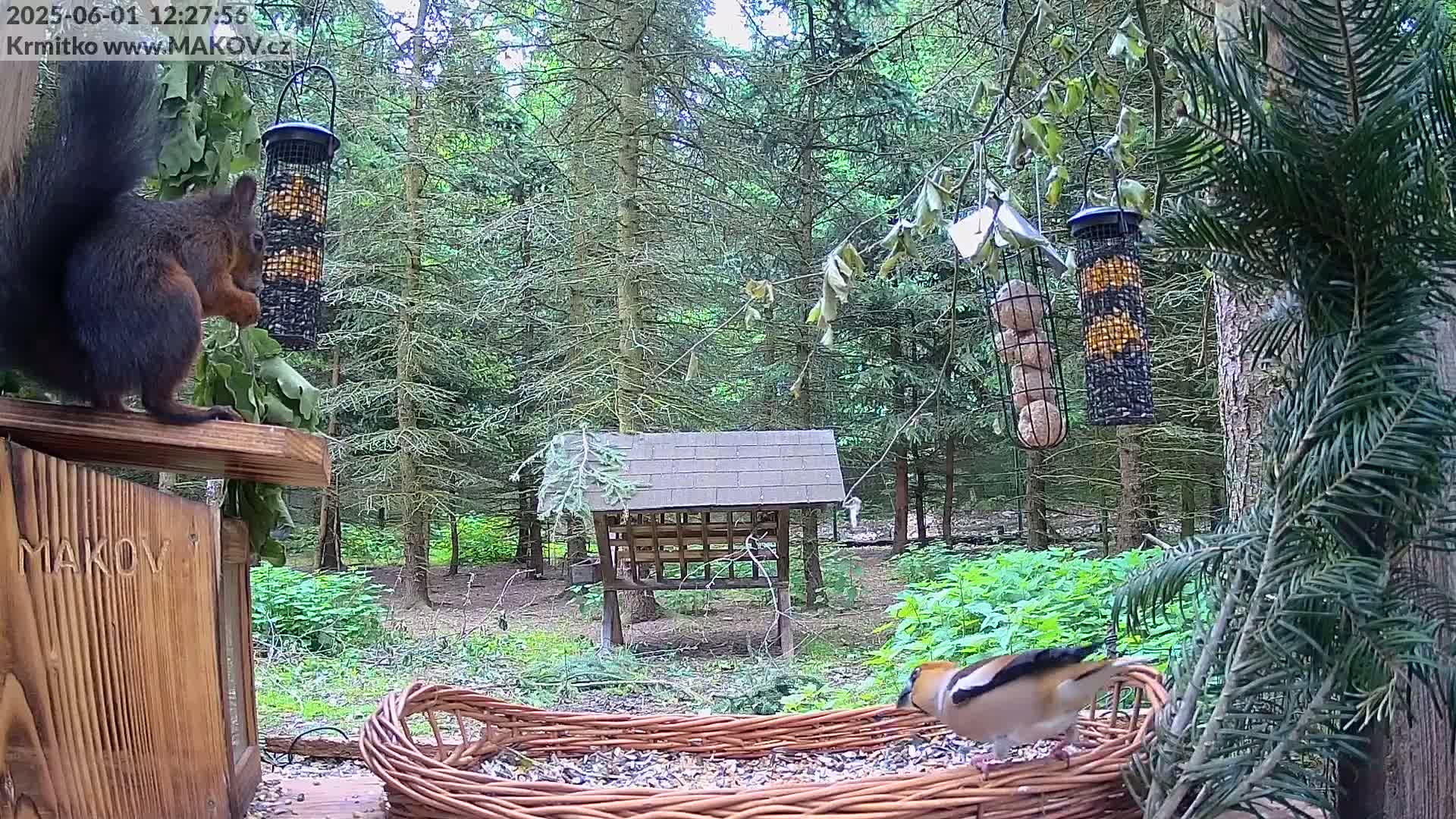 A black squirrel eats from a feeder near a bird feeding from a basket, all set in a wooded area on an overcast day.