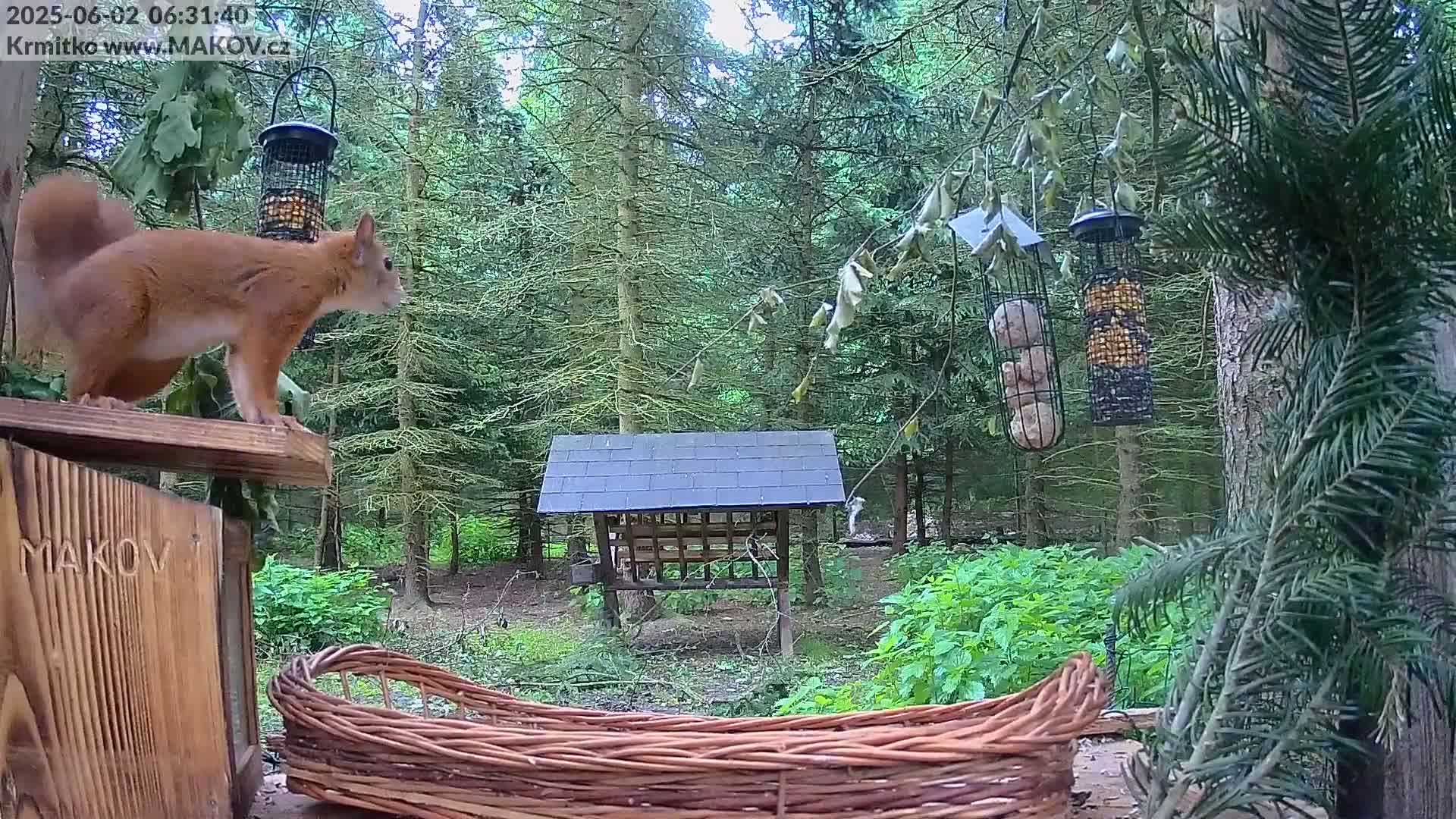 Pisek, Makov Animal Rescue Station Live Cam - Cizova, Pisek, Juhočeský Kraj (South Bohemian), Czechia