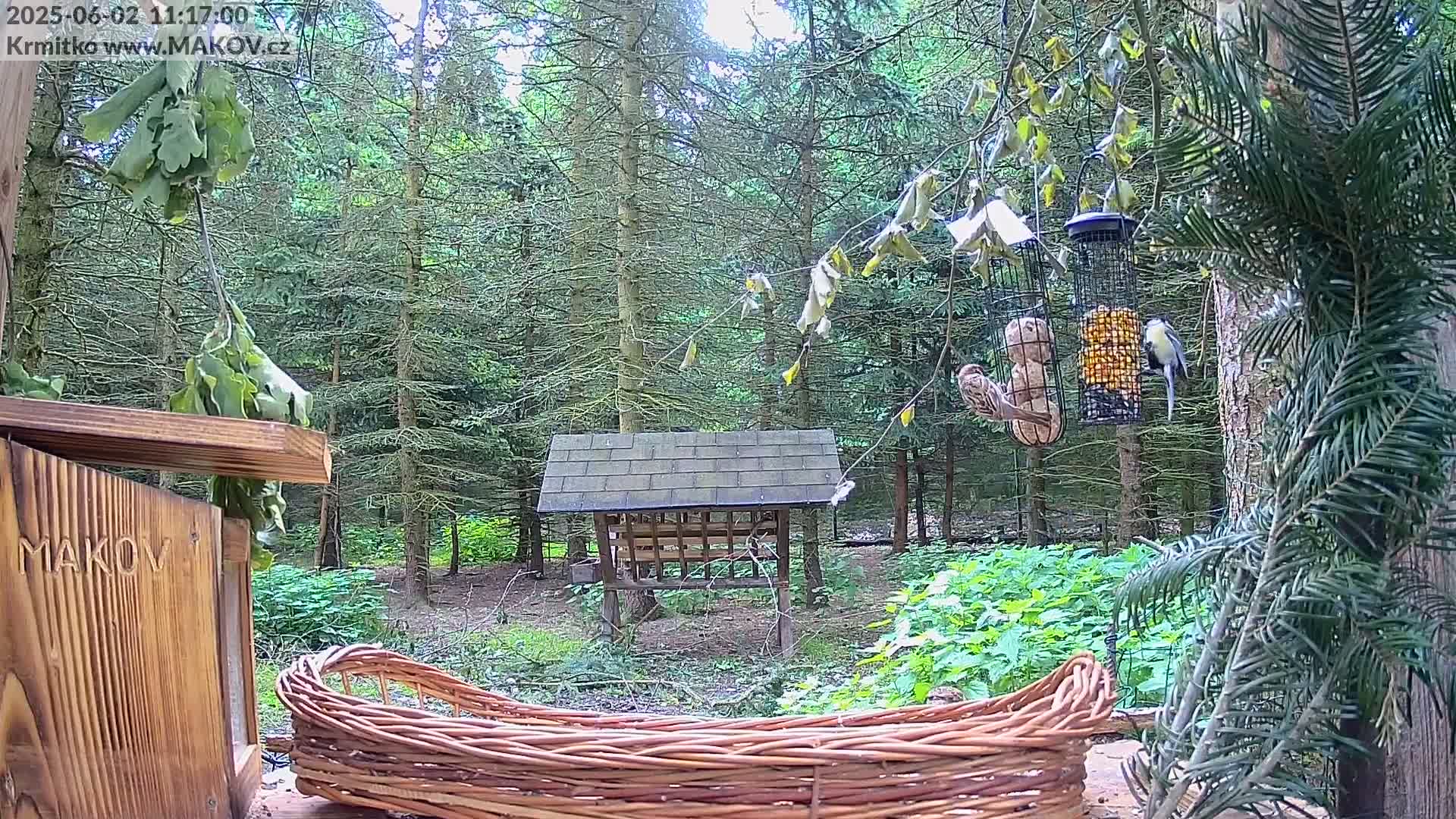 A wooden bird feeder and a woven basket sit in a forest clearing on a partly sunny day, with several birds feeding from hanging feeders.