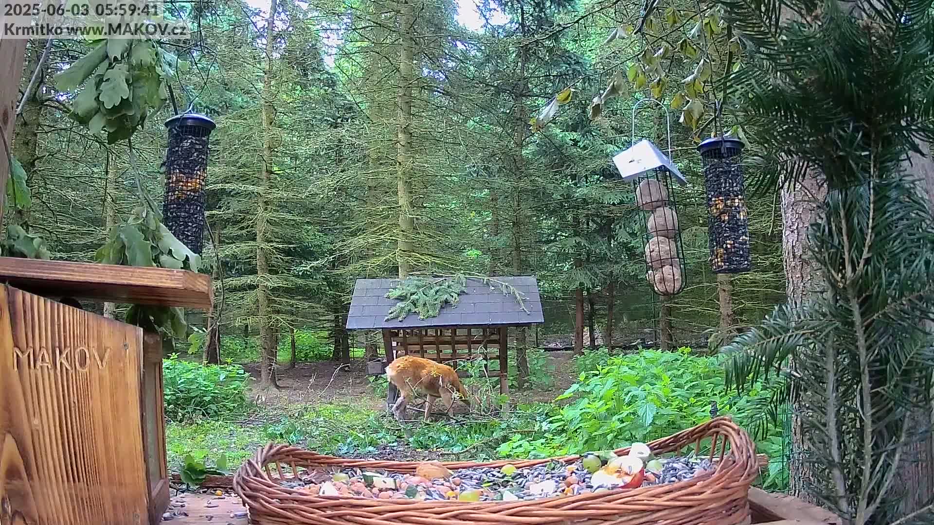 Pisek, Makov Animal Rescue Station Live Cam - Cizova, Pisek, Juhočeský Kraj (South Bohemian), Czechia