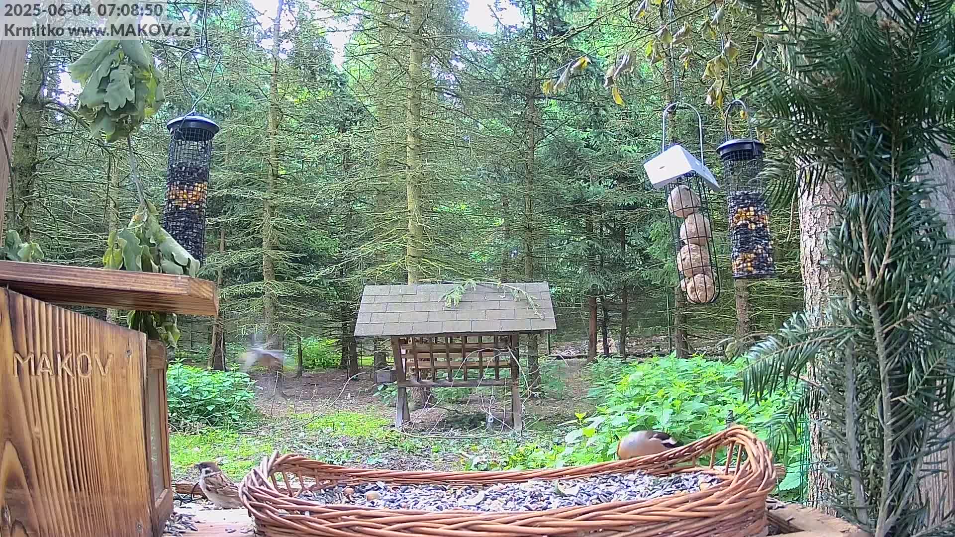 Pisek, Makov Animal Rescue Station Live Cam - Cizova, Pisek, Juhočeský Kraj (South Bohemian), Czechia