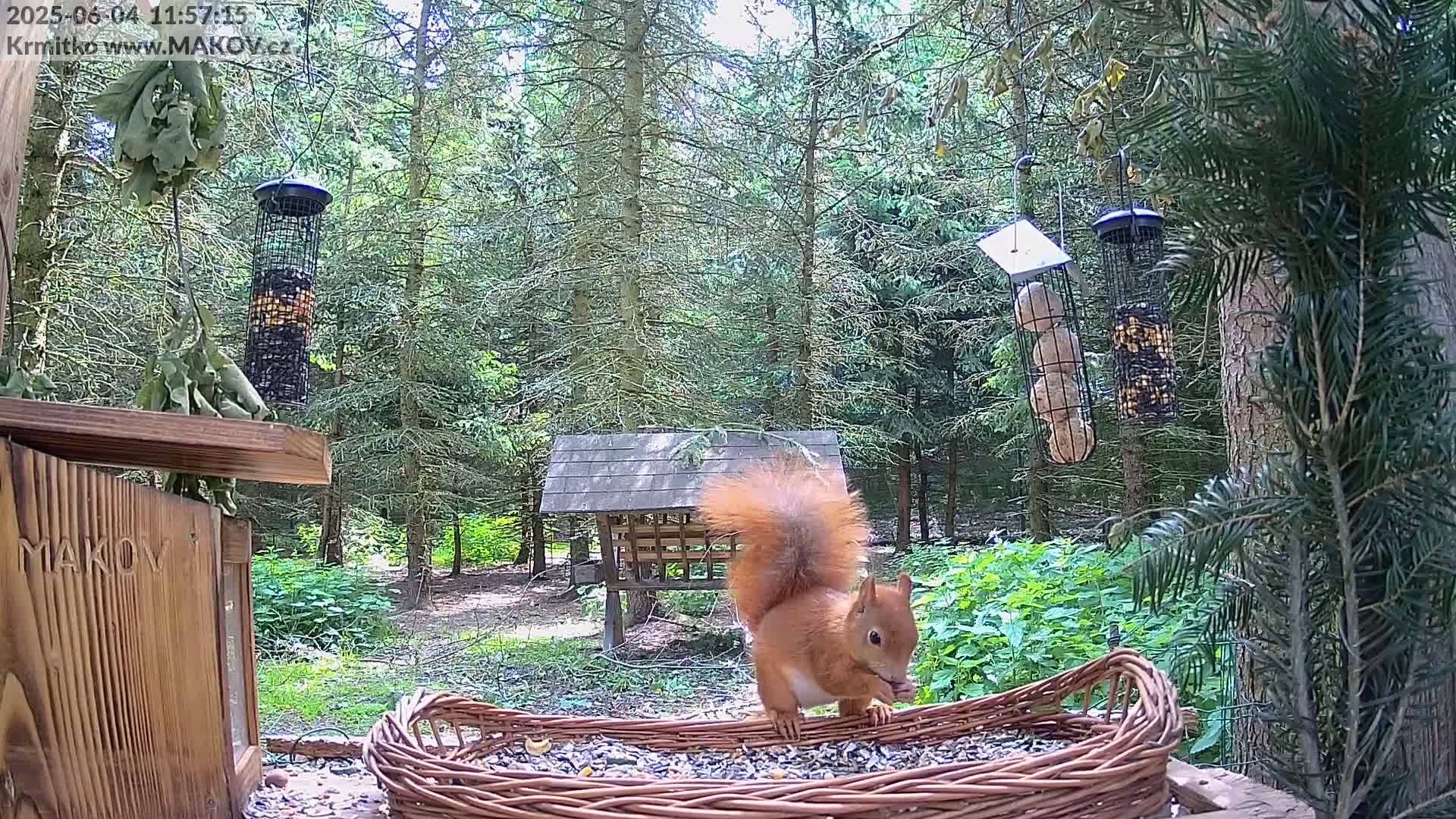 A red squirrel eats seeds from a wicker basket in a sunny forest clearing, near several bird feeders.