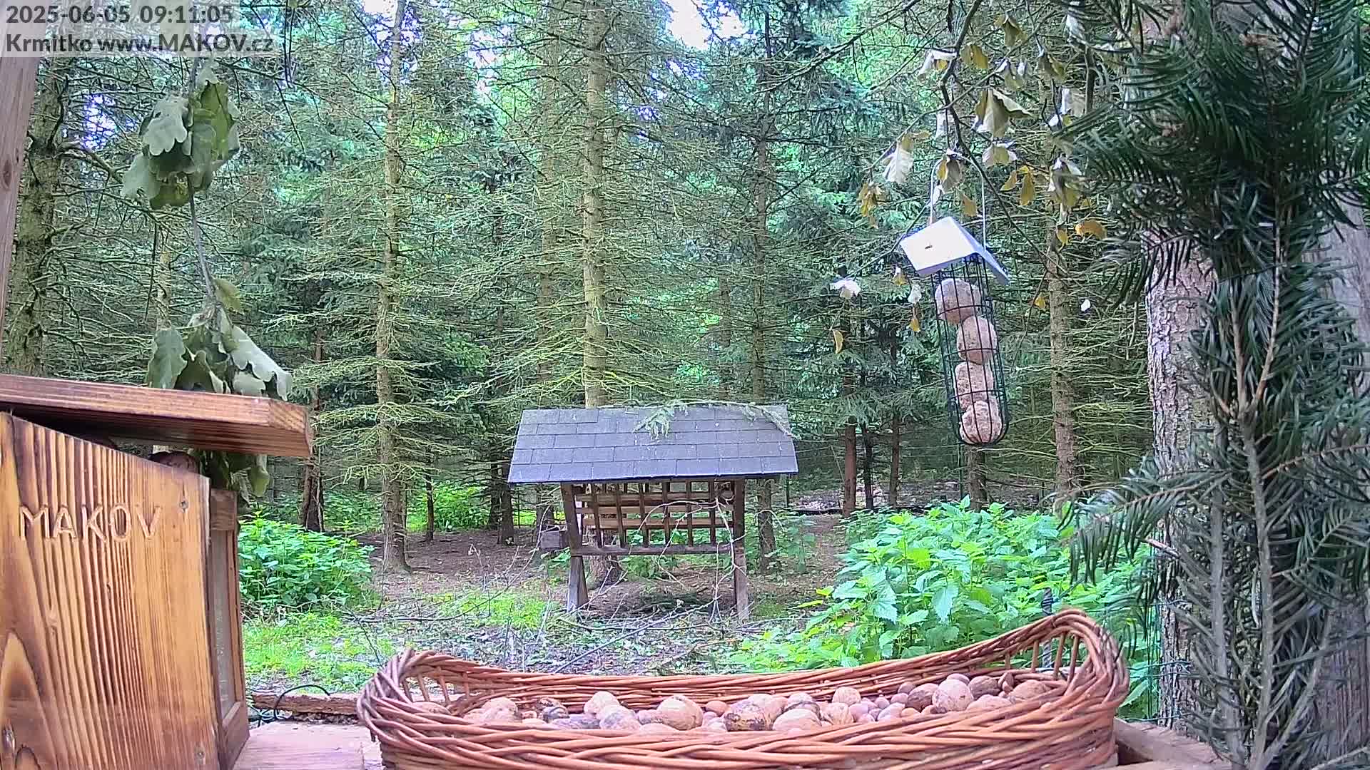 A wicker basket full of nuts sits in the foreground, overlooking a wooded area with bird feeders and a small wooden structure.