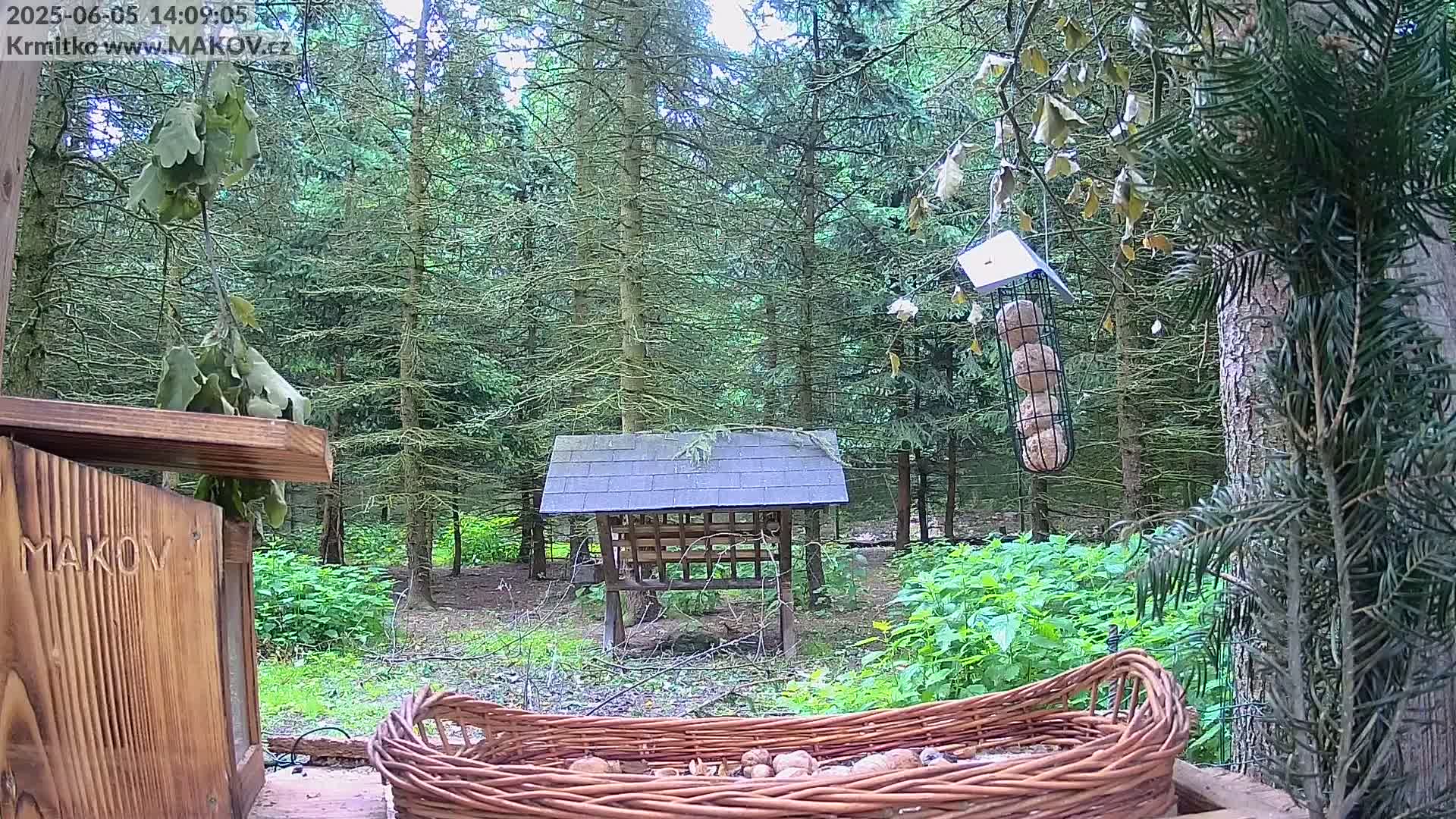 A wooded area on an overcast day, featuring various bird feeders, including a hanging feeder with suet balls, a wooden shelter, and a wicker basket filled with nuts.