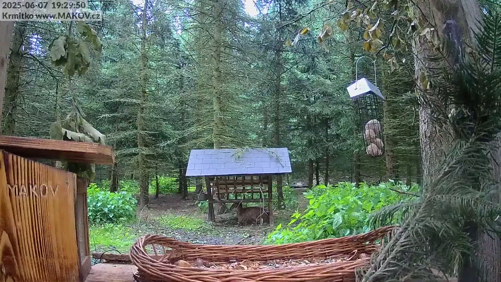 A deer stands near a bird feeder in a wooded area on a cloudy day.