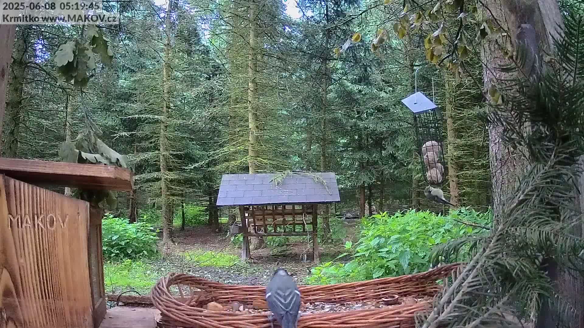 Pisek, Makov Animal Rescue Station Live Cam - Cizova, Pisek, Juhočeský Kraj (South Bohemian), Czechia
