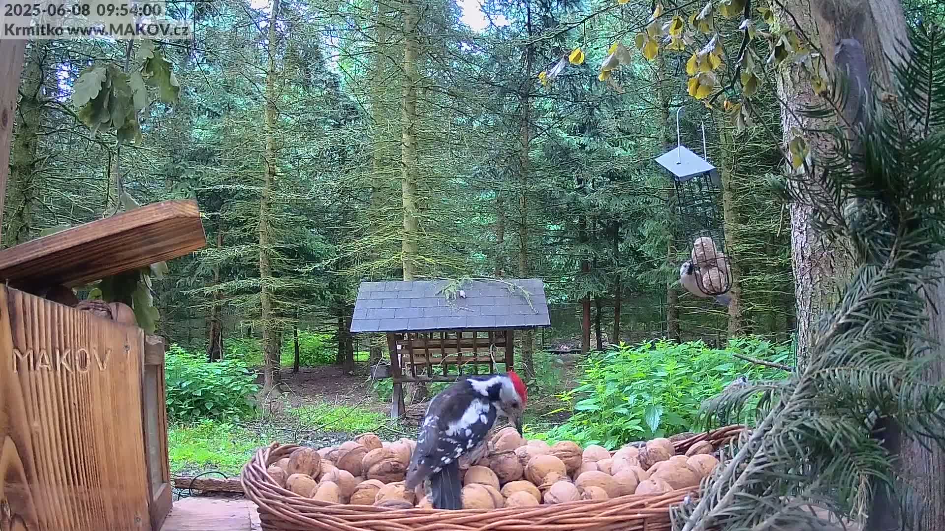 A great spotted woodpecker stands amongst a pile of walnuts in a woven basket, in a wooded area on a cloudy day.