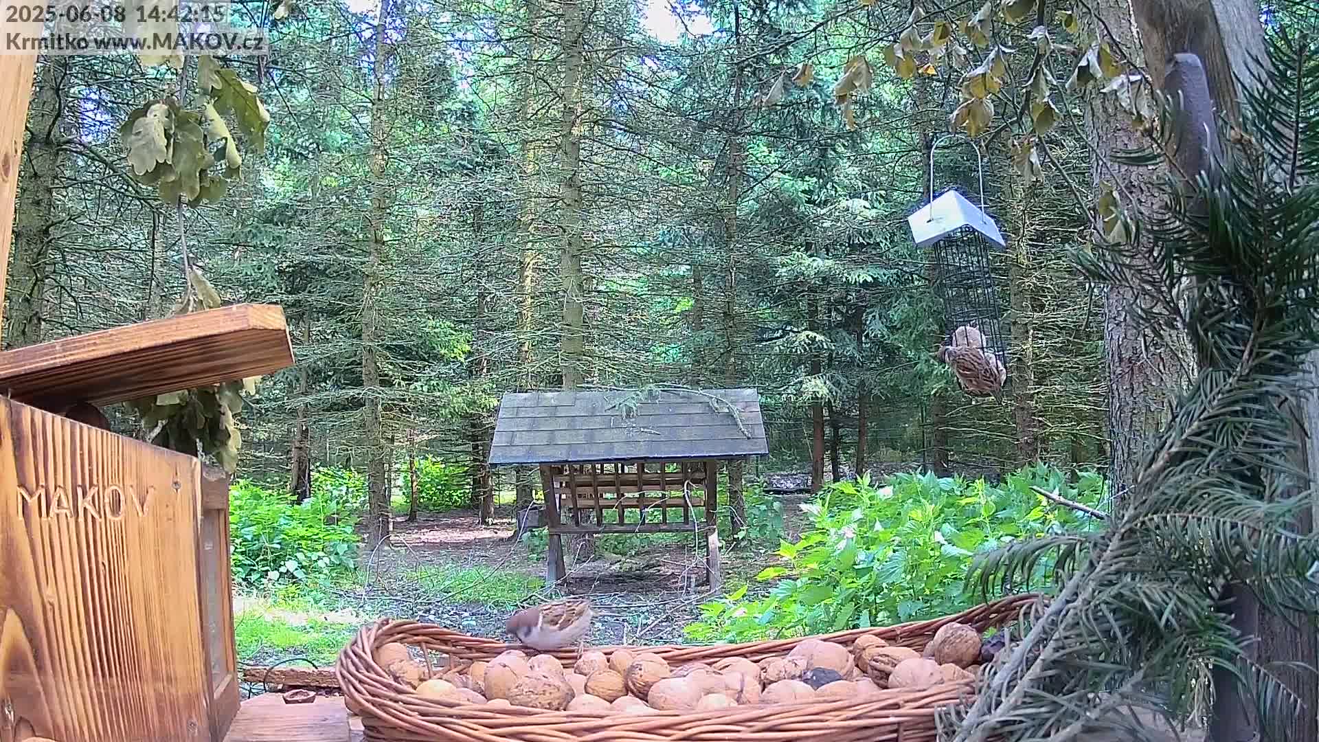 A small bird is near a wicker basket full of walnuts in a wooded area on a partly sunny day.