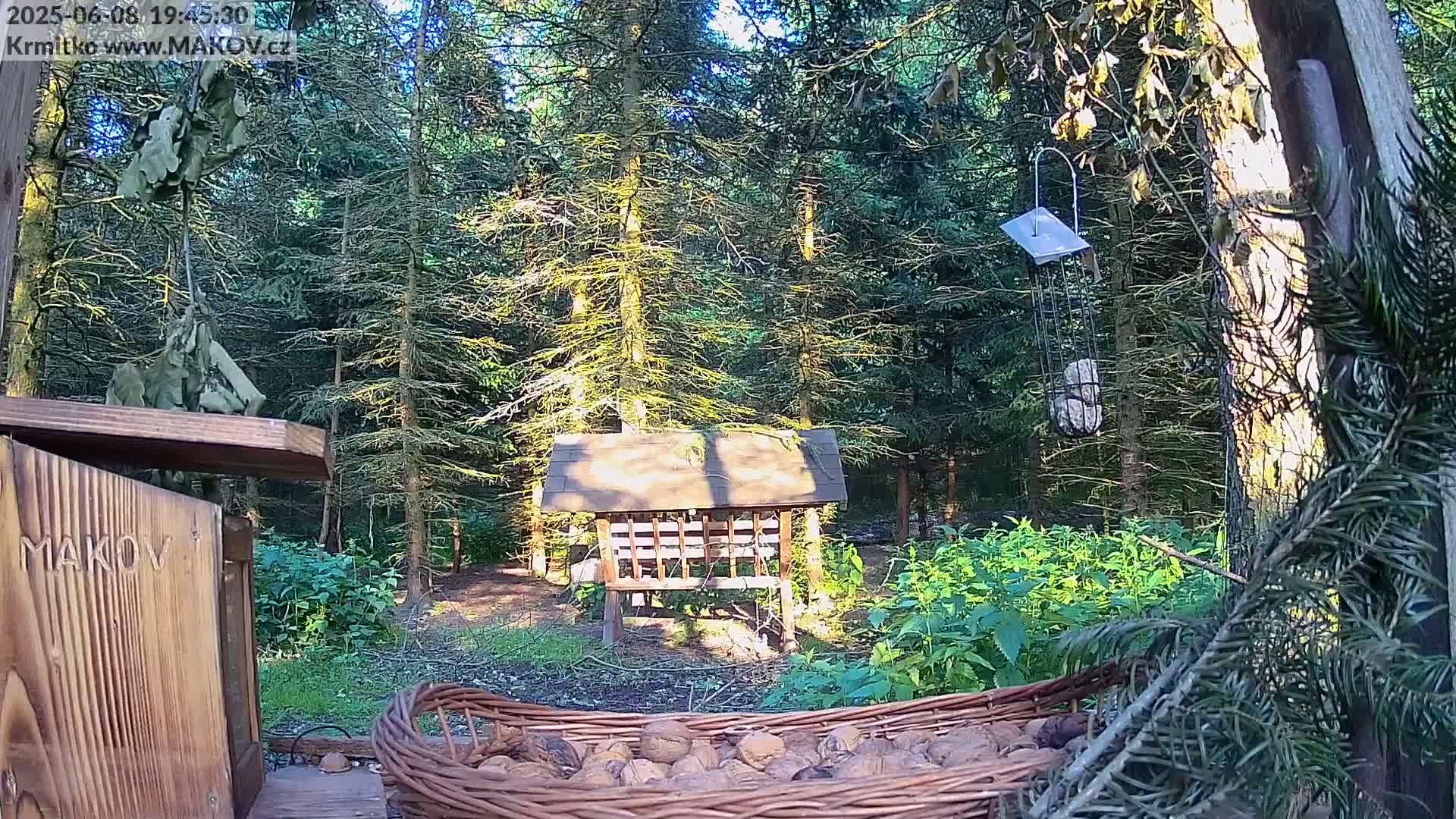 A wicker basket full of walnuts sits in the foreground of a sunny forest scene, with various bird feeders and wooden structures nearby.