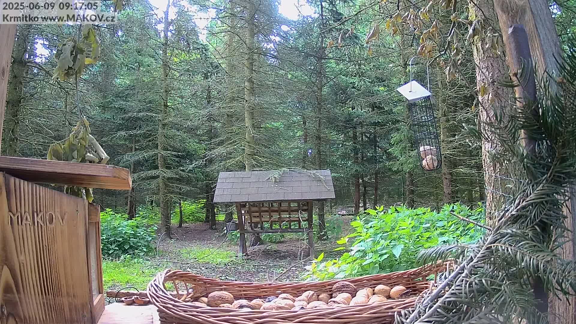 A wicker basket overflowing with walnuts sits in a wooded area on a partly sunny day, near a bird feeder hanging from a tree and a wooden birdhouse.