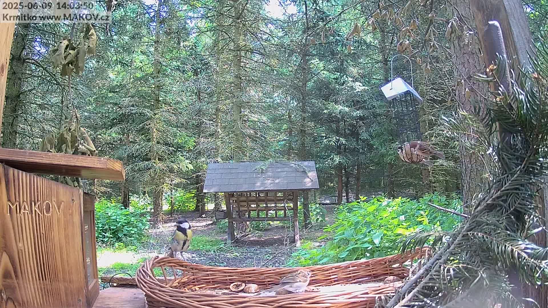 Several birds are perched near and in a wicker basket of birdseed in a sunny woodland setting.