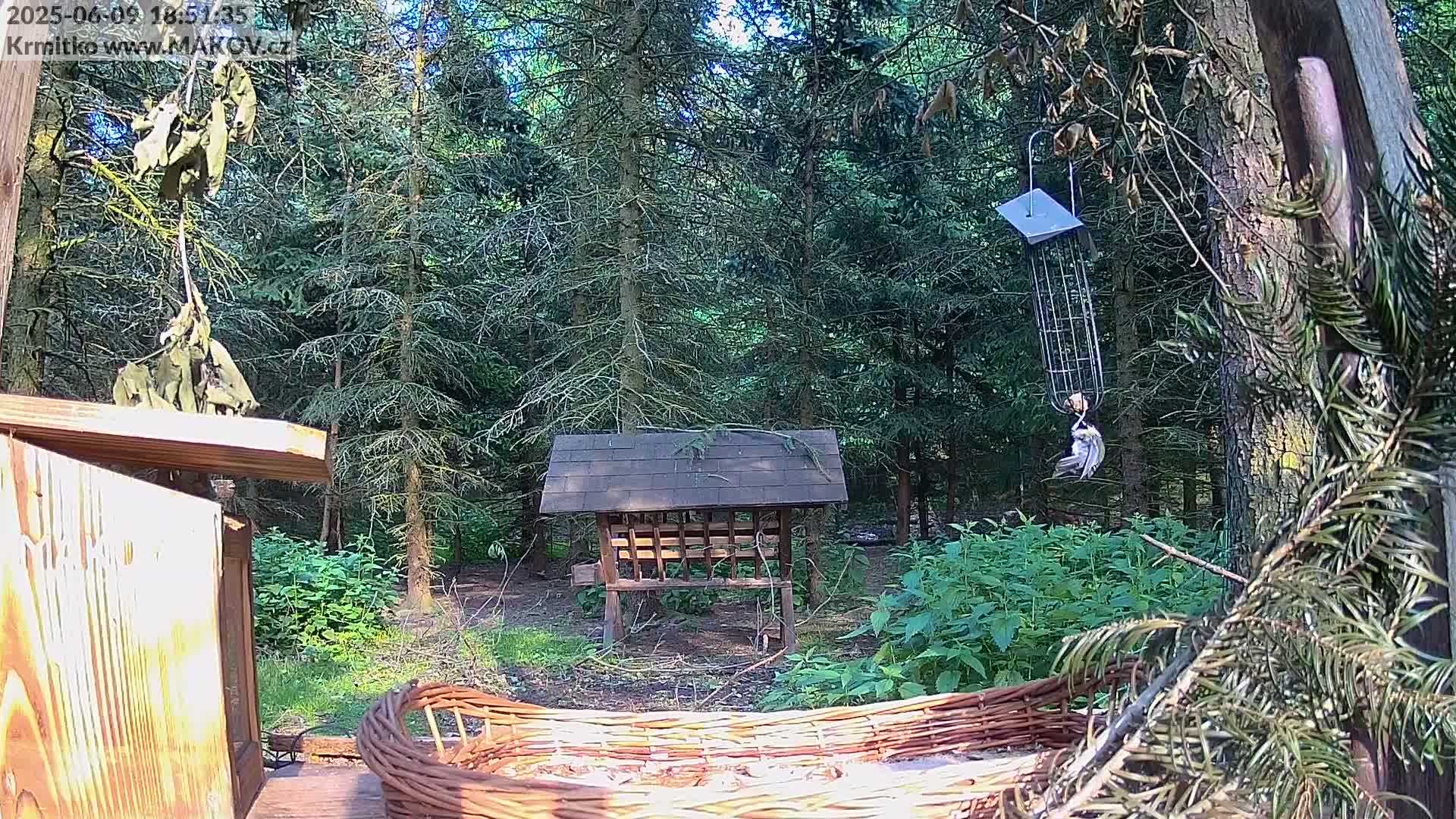 A bird feeds from a hanging feeder in a sunny forest with various bird feeders and a woven basket visible in the foreground.