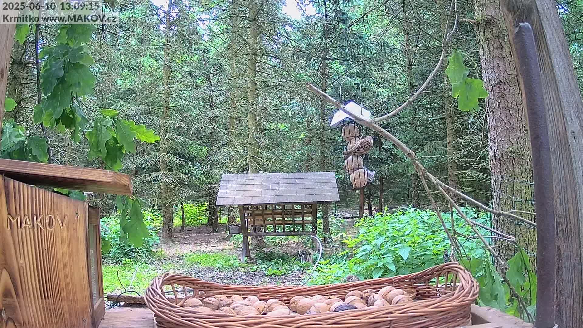 A wicker basket full of walnuts sits in front of various bird feeders in a wooded area on an overcast day.