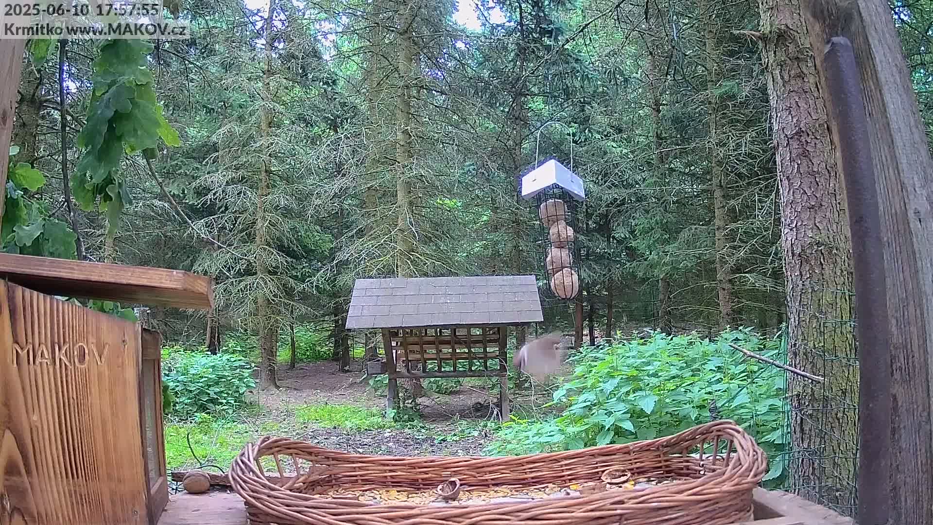 A bird flies near several bird feeders in a wooded area on a partly sunny day.