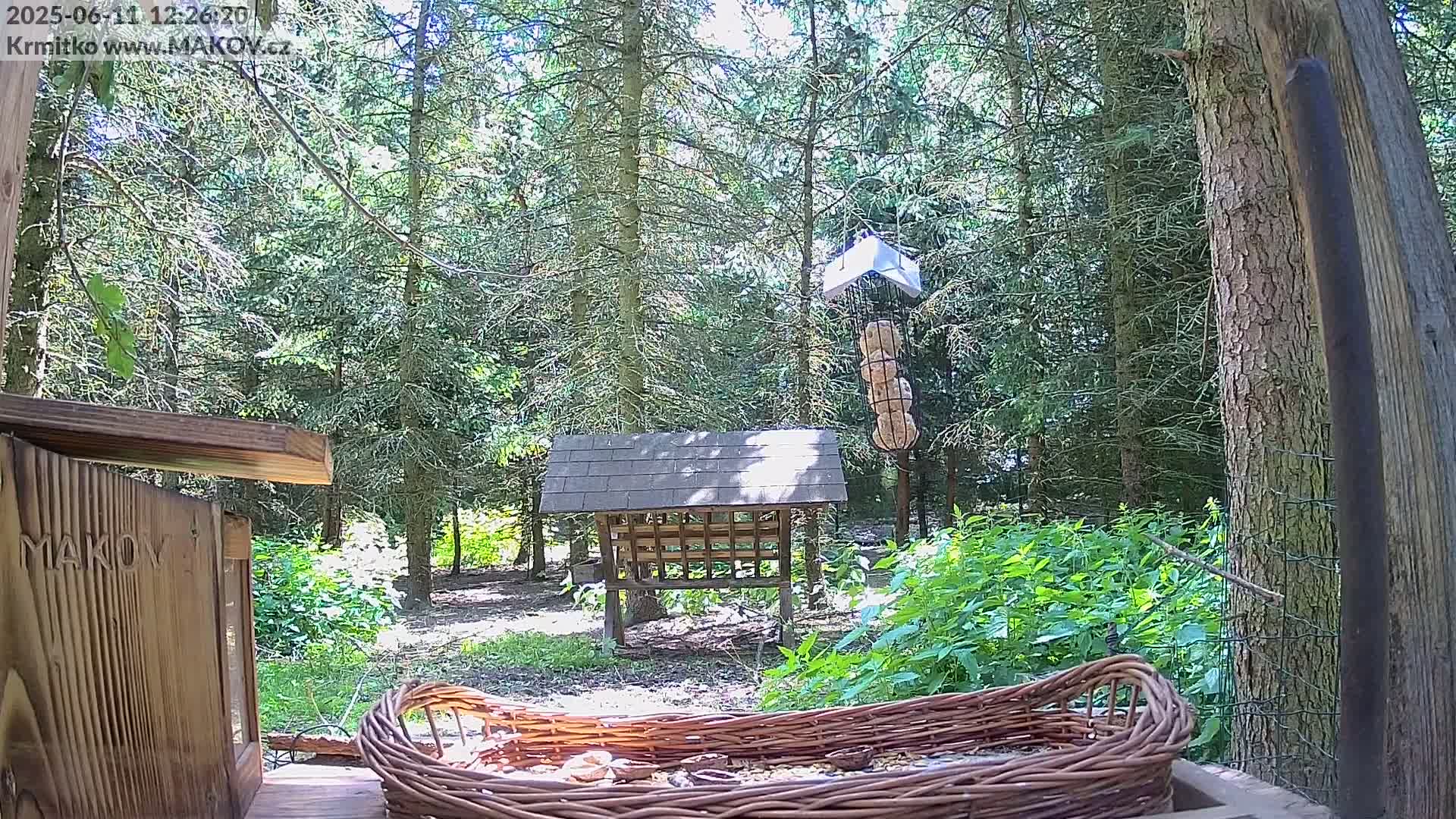 A sunny woodland scene features various bird feeders, including a hanging feeder and a ground-level shelter, with a wicker basket full of seeds in the foreground.
