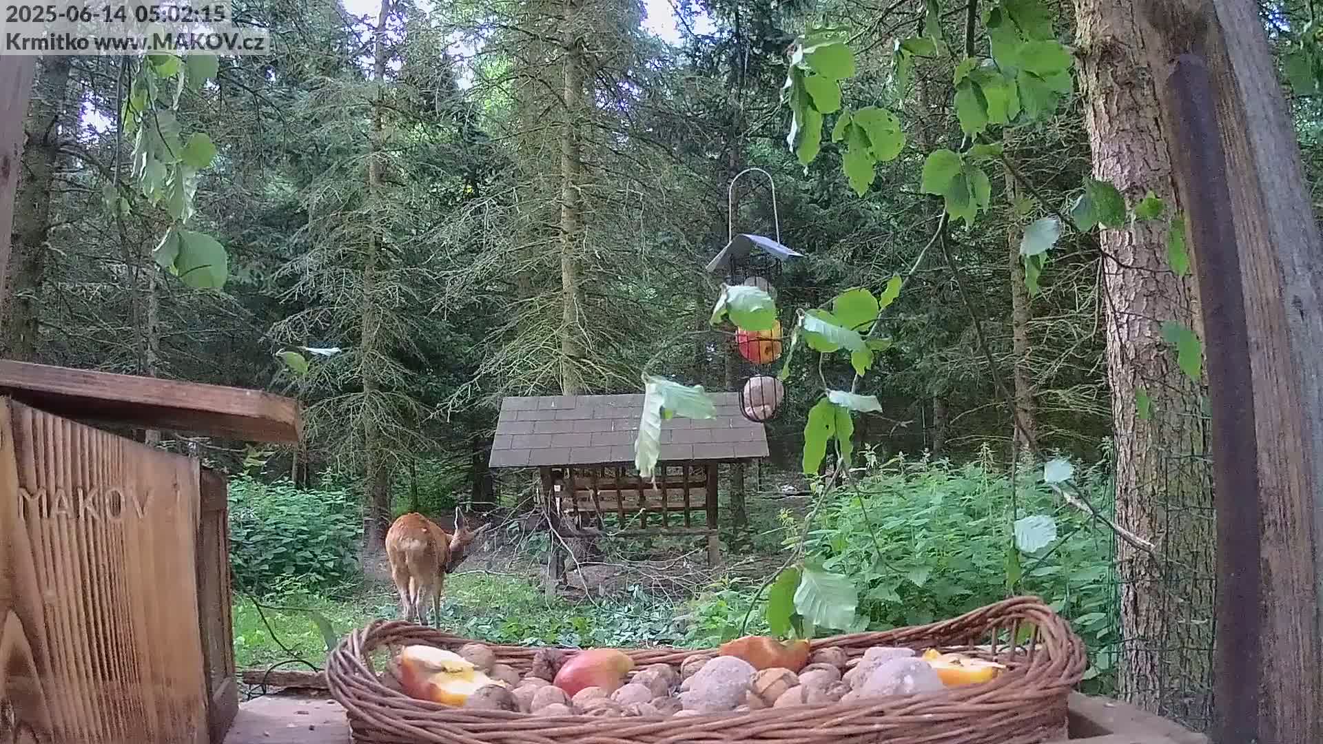 Pisek, Makov Animal Rescue Station Live Cam - Cizova, Pisek, Juhočeský Kraj (South Bohemian), Czechia